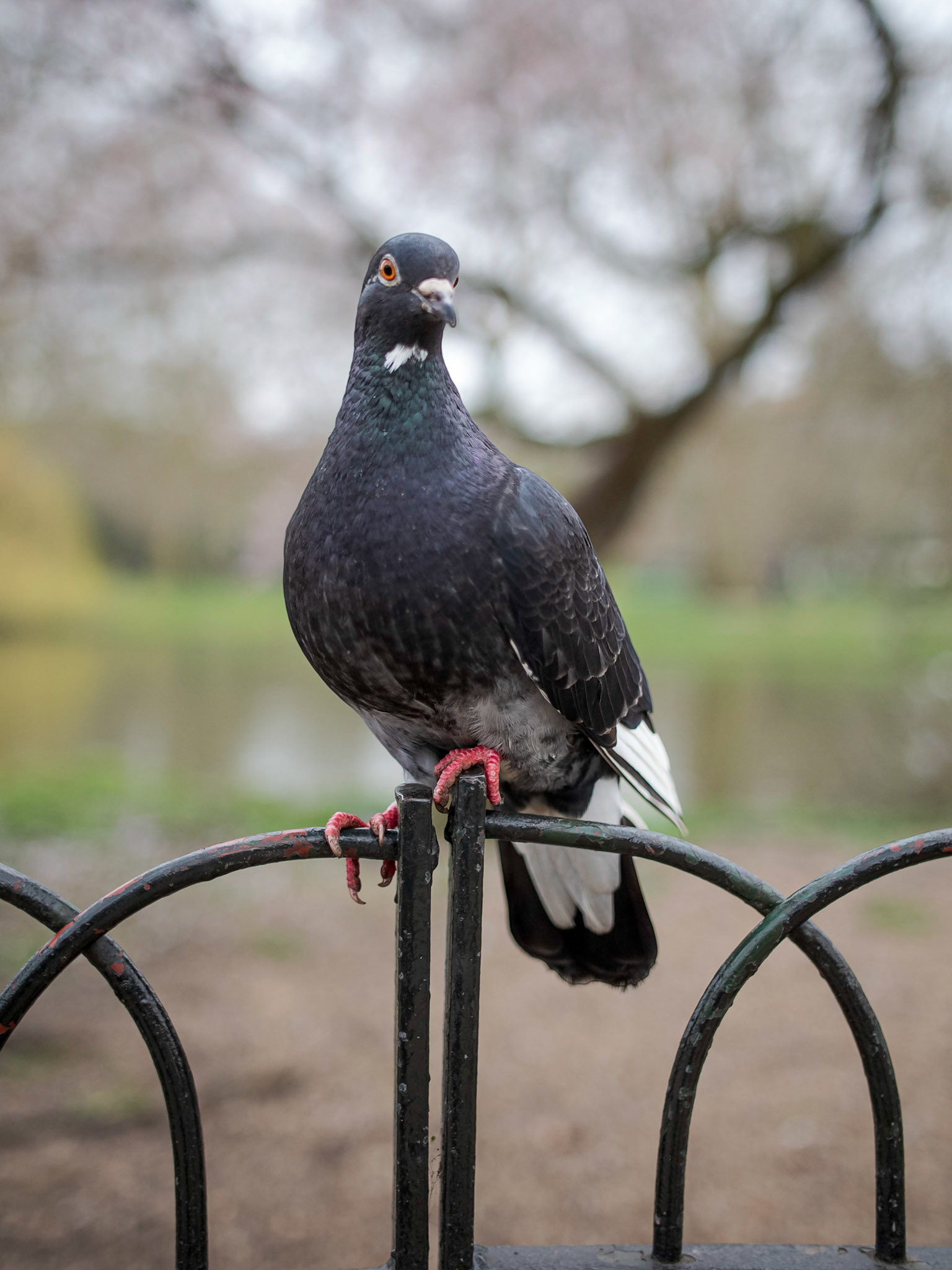 A friendly Rock Dove (Columba livia) also known as the common Pigeon perches on a wrought iron fence to look at the photographer in St James' Park, London, England.