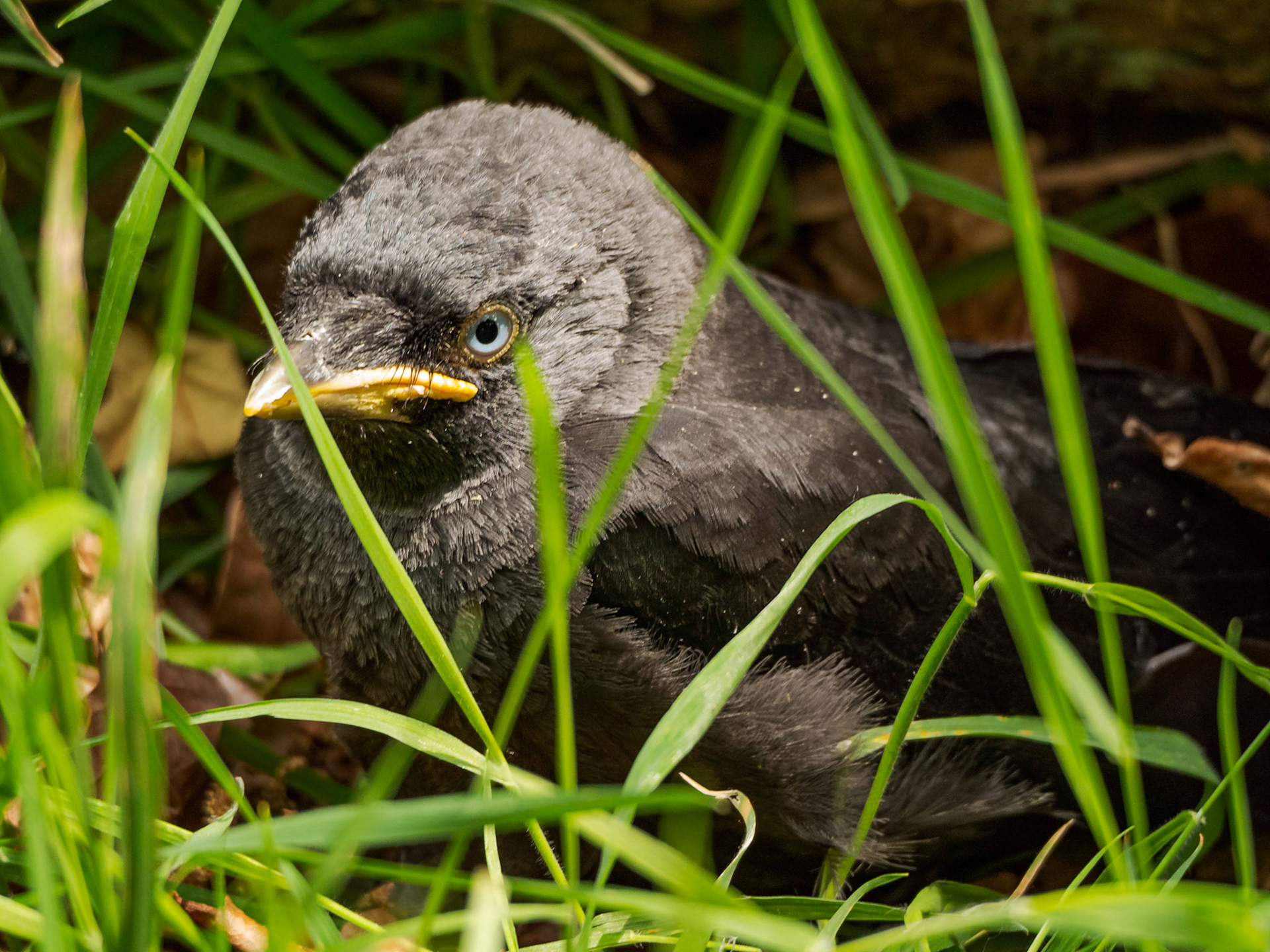 Juvenile Jackdaw
