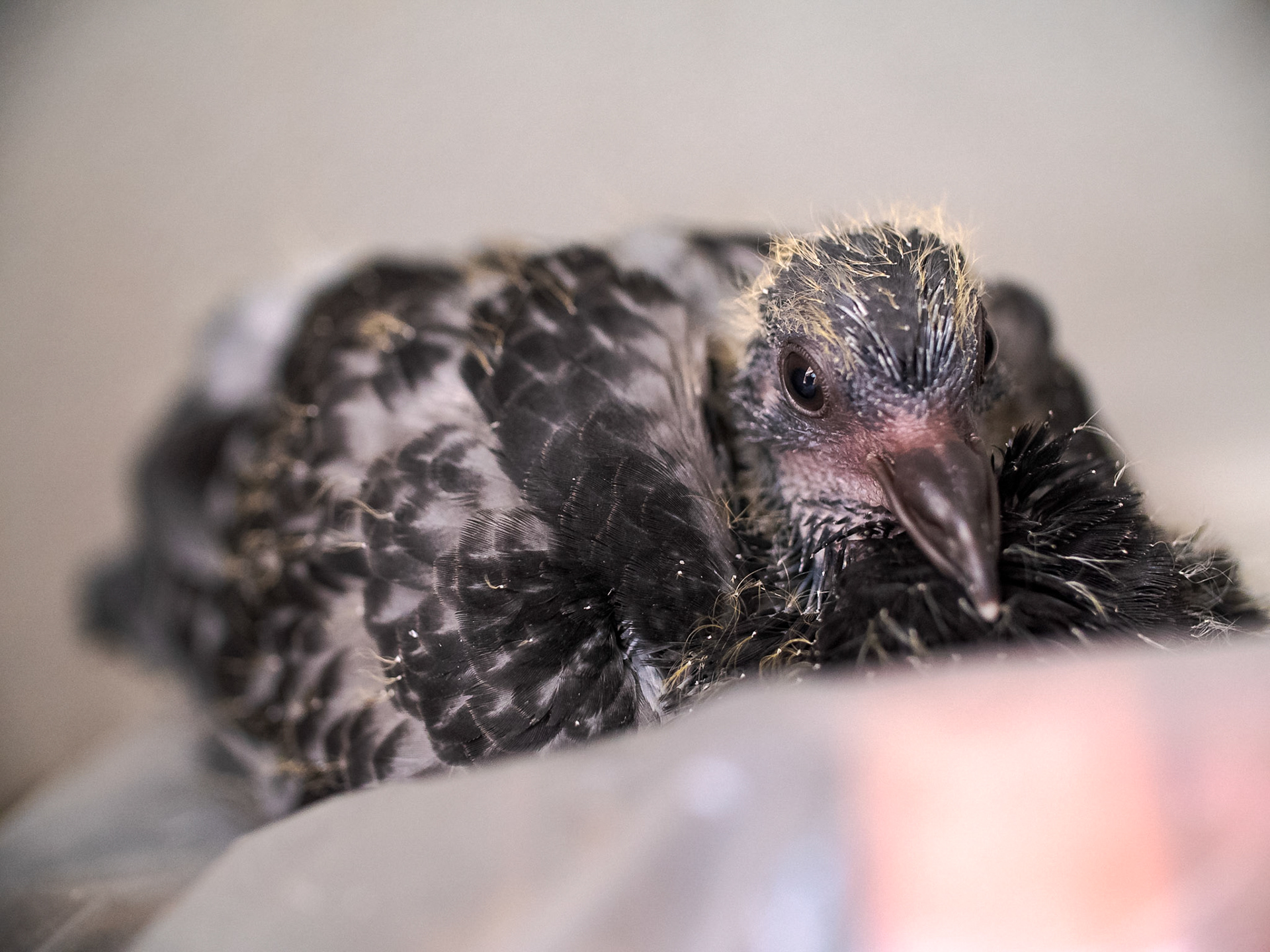 Pigeon Squab exploring around the nest
