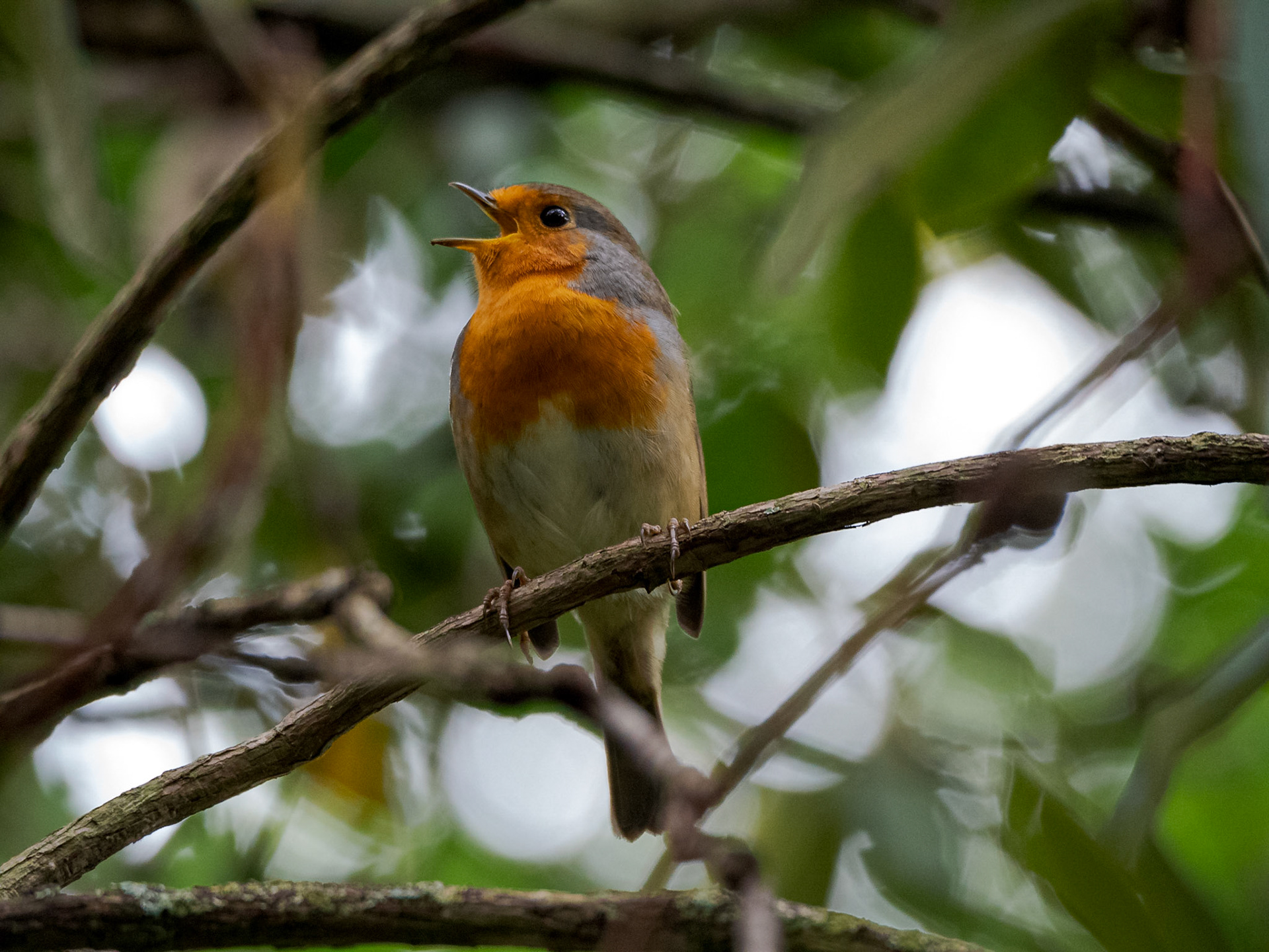 Robin in Richmond Park