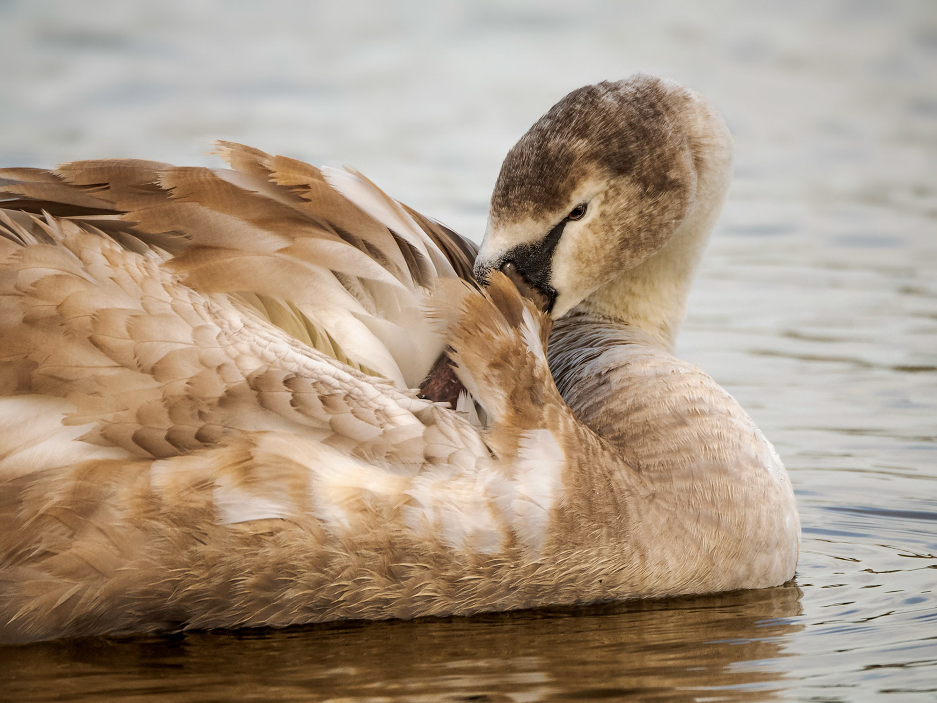 An adolescent Mute Swan (Cygnus olor) Cygnet preens itself whilst gliding across the waters of a lake in rural england.