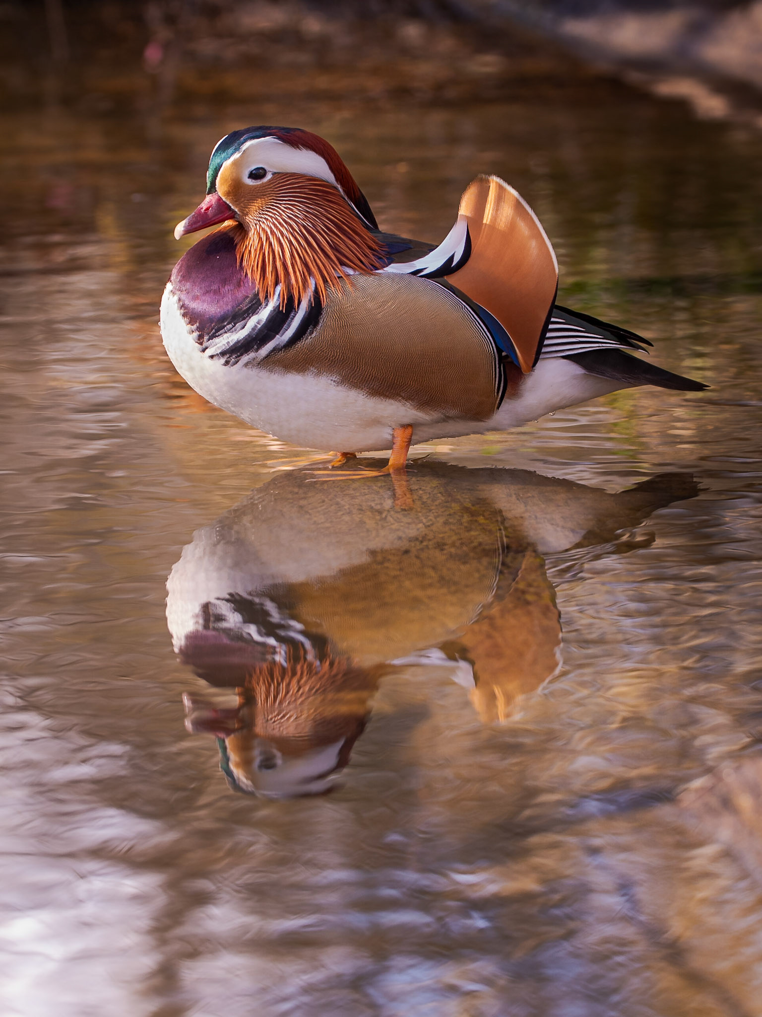 Mandarin Drake Reflection