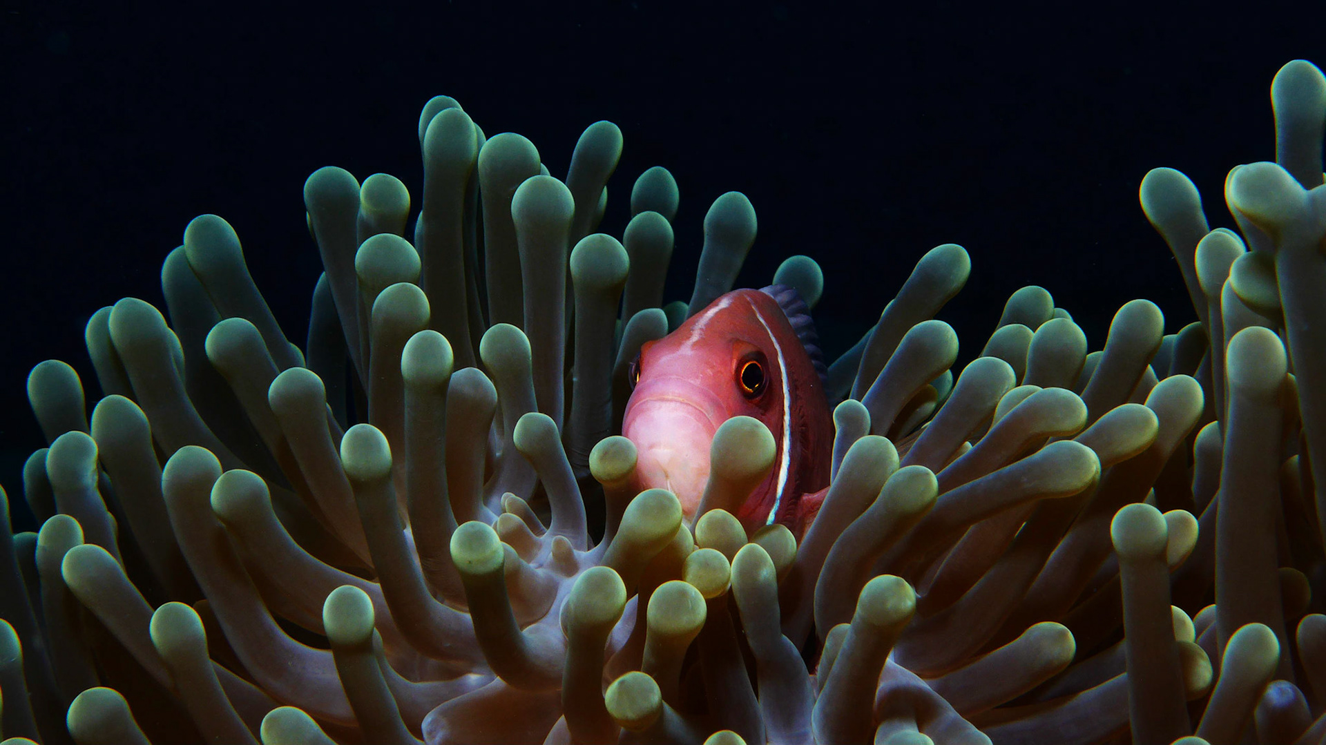 One of my first attempts at Underwater Photography with a strobe.  After a whole dive taking photos of different Pink Anemone Fish at Chumphon Pinnacle in Thailand where I explored the effects of different settings and stobe positions, this is still one of my favourites.