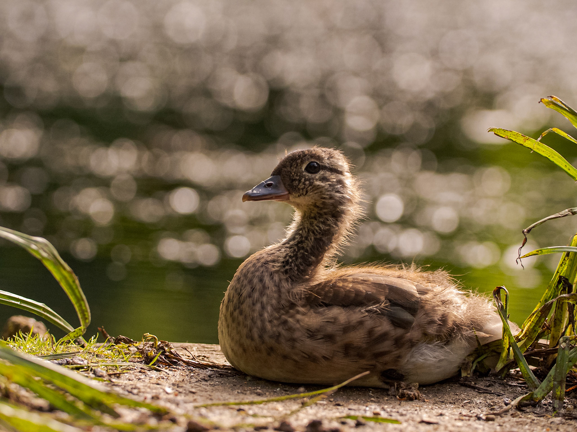 Mandarin Duckling