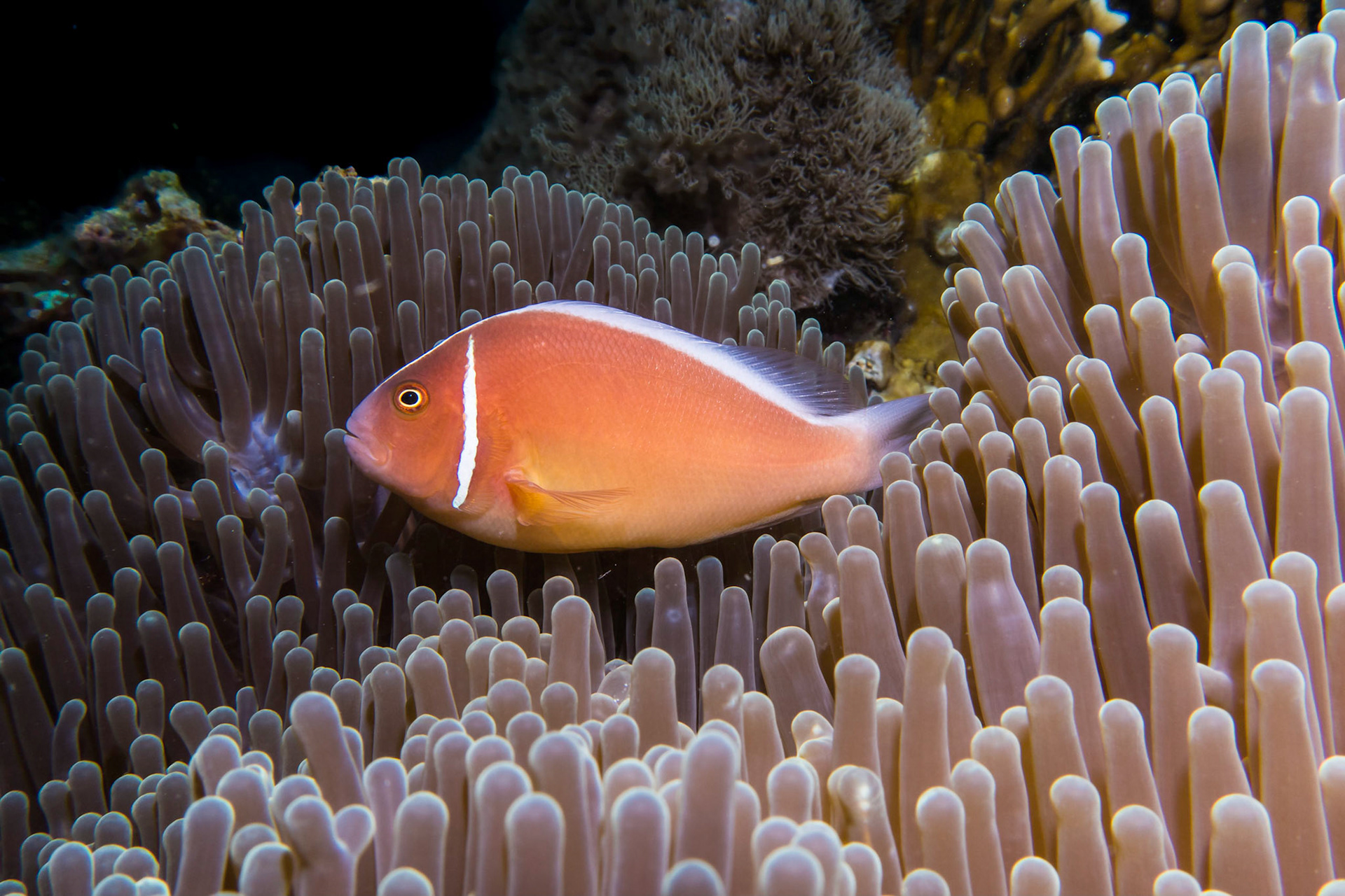 Pink Anenomefish, Philippines
