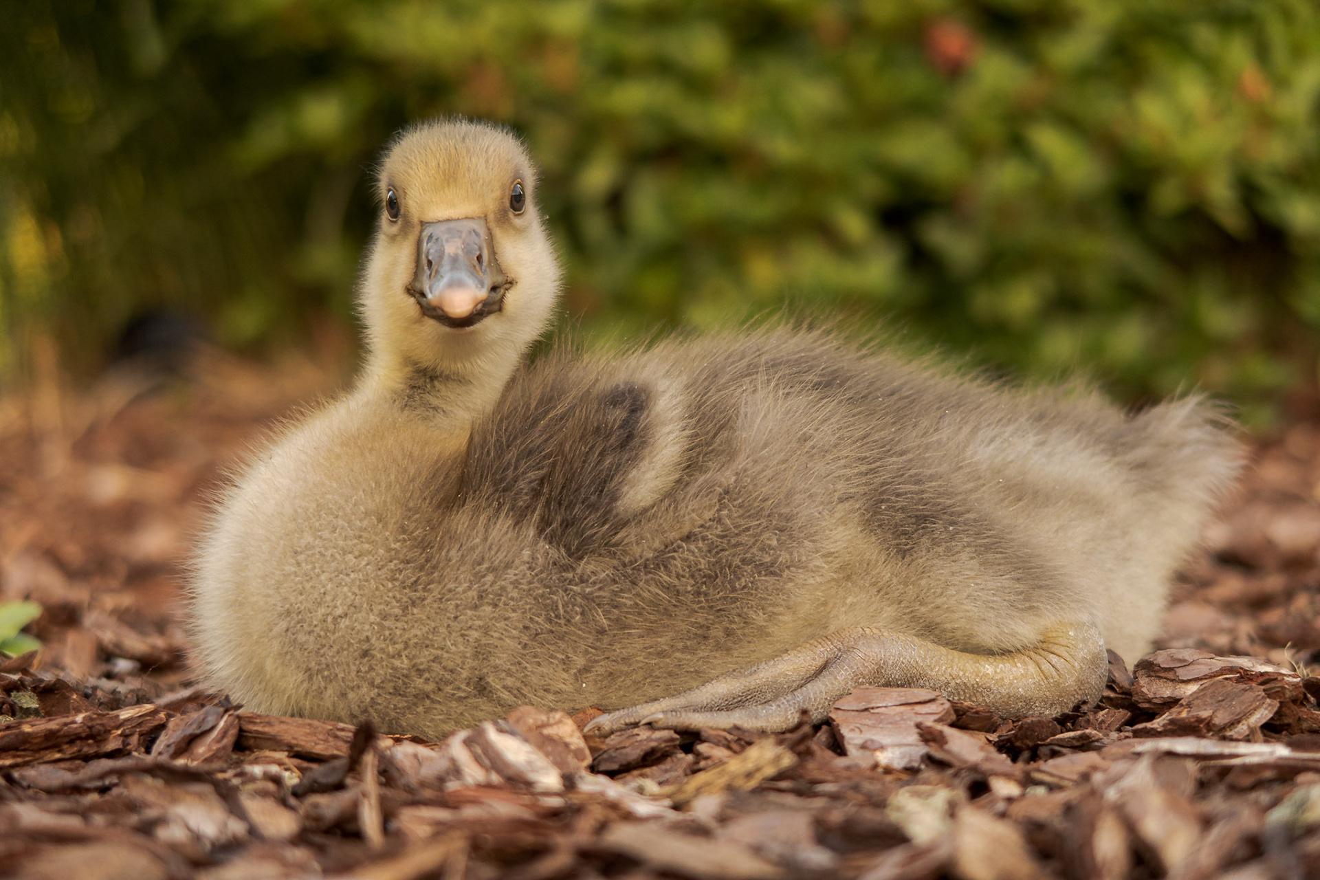 Greylag Gosling