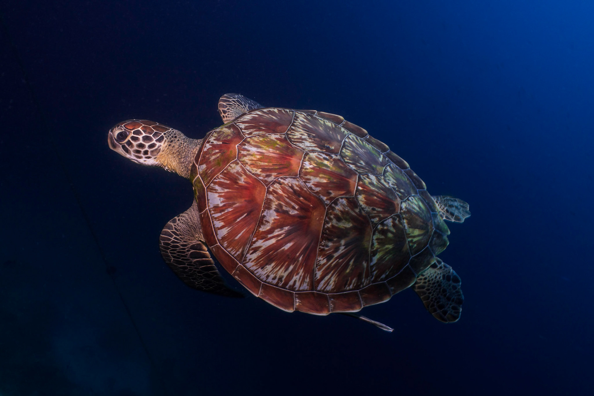 The carapace of the green turtle changes in colour and pattern throughout its life.  Young adults like this one often have an olive brown colour.  Green Turtles get their name from the green fat found beneath the shell.