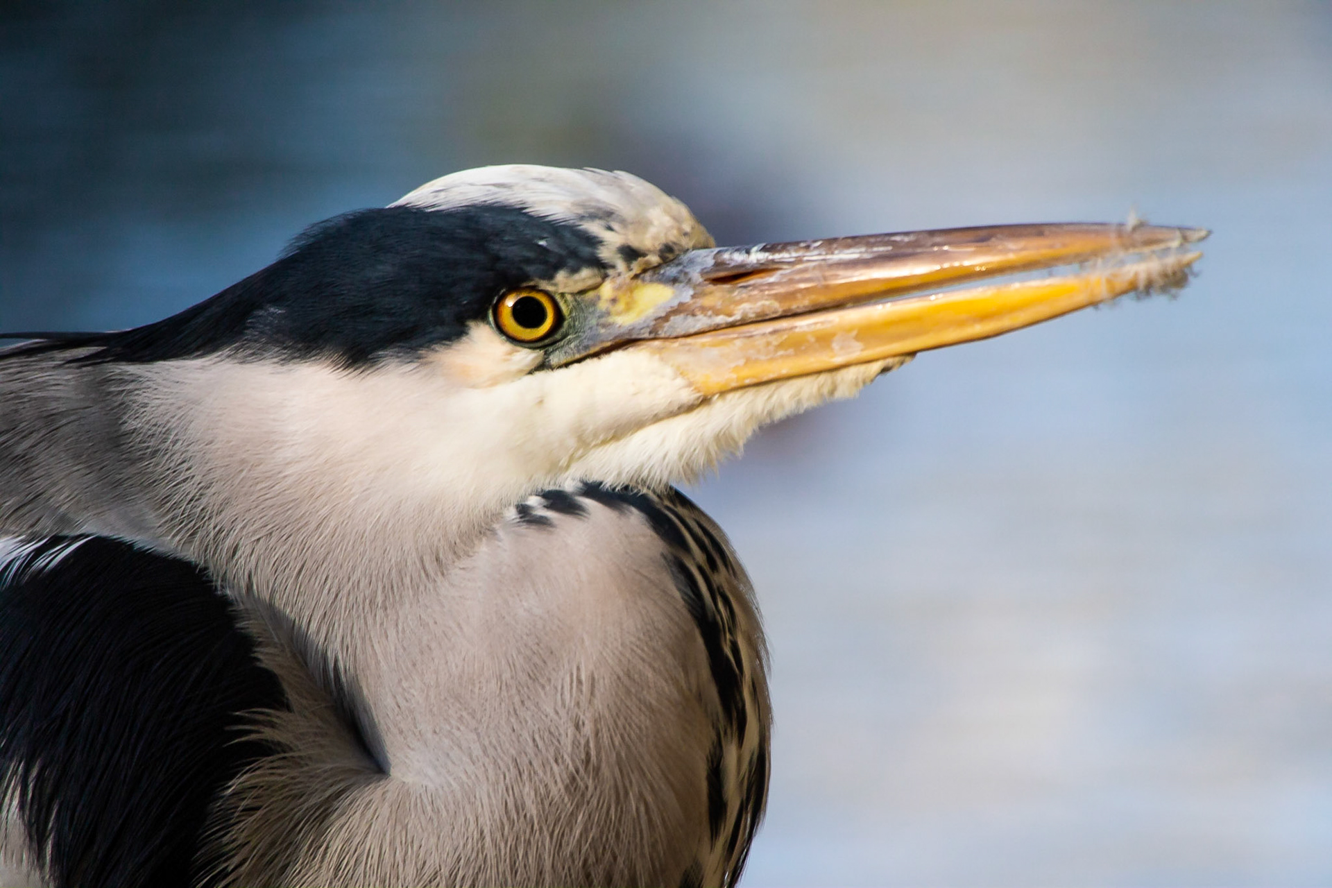 Grey Heron