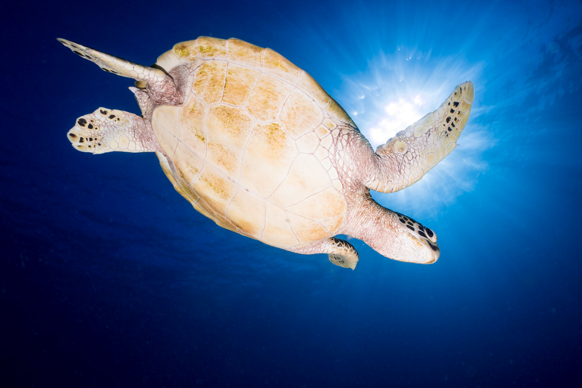 Green Turtle from below