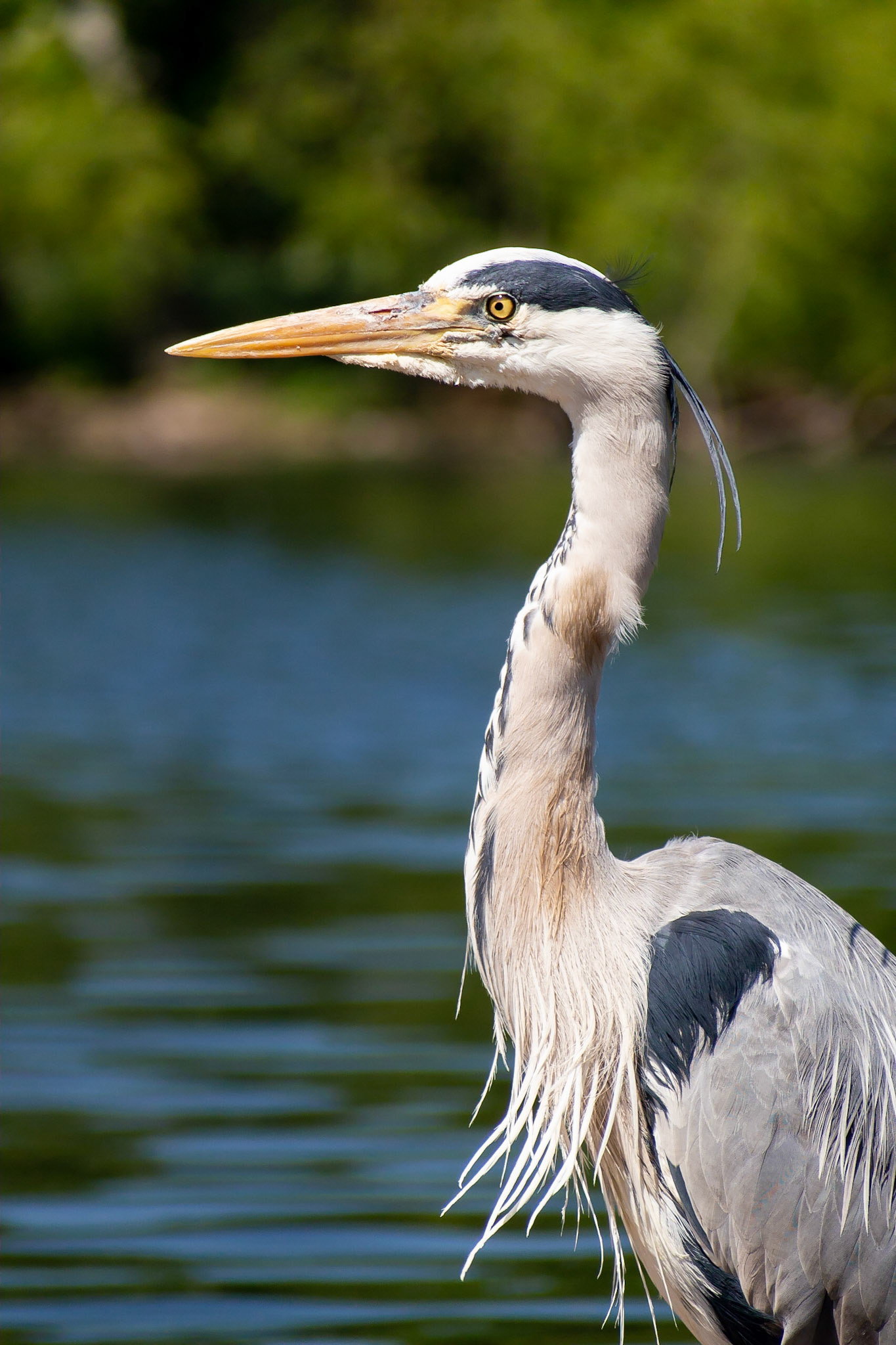 A Grey Heron (Ardea Cinerea) standing beside the lake in Regents Park on a sunny summers day in London, UK.
