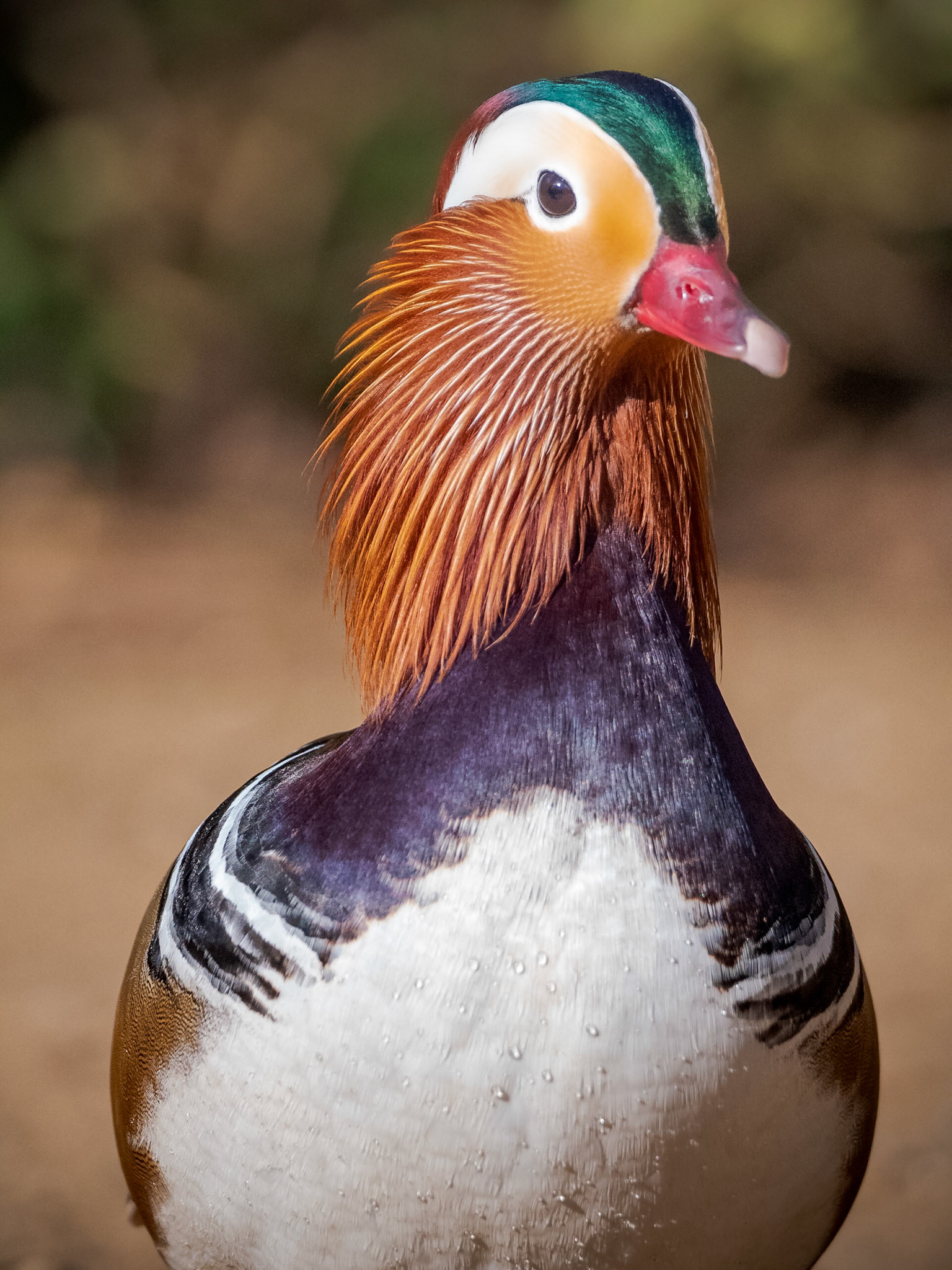 Mandarin Drake