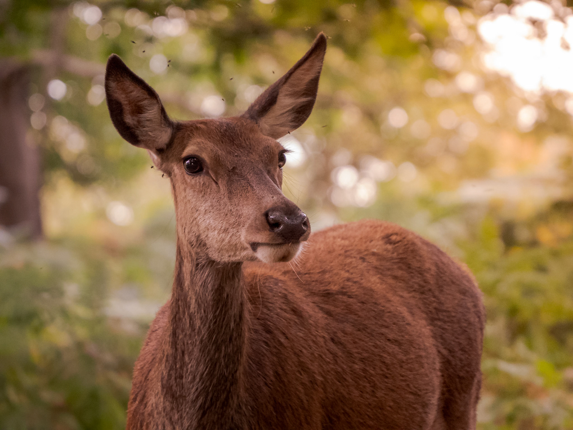 A portrait of young Red Deer Hind (Cervus elaphus) looks straight at the photograher whilst a number of flies buzz around her head in an English Woodland on a summer evening.