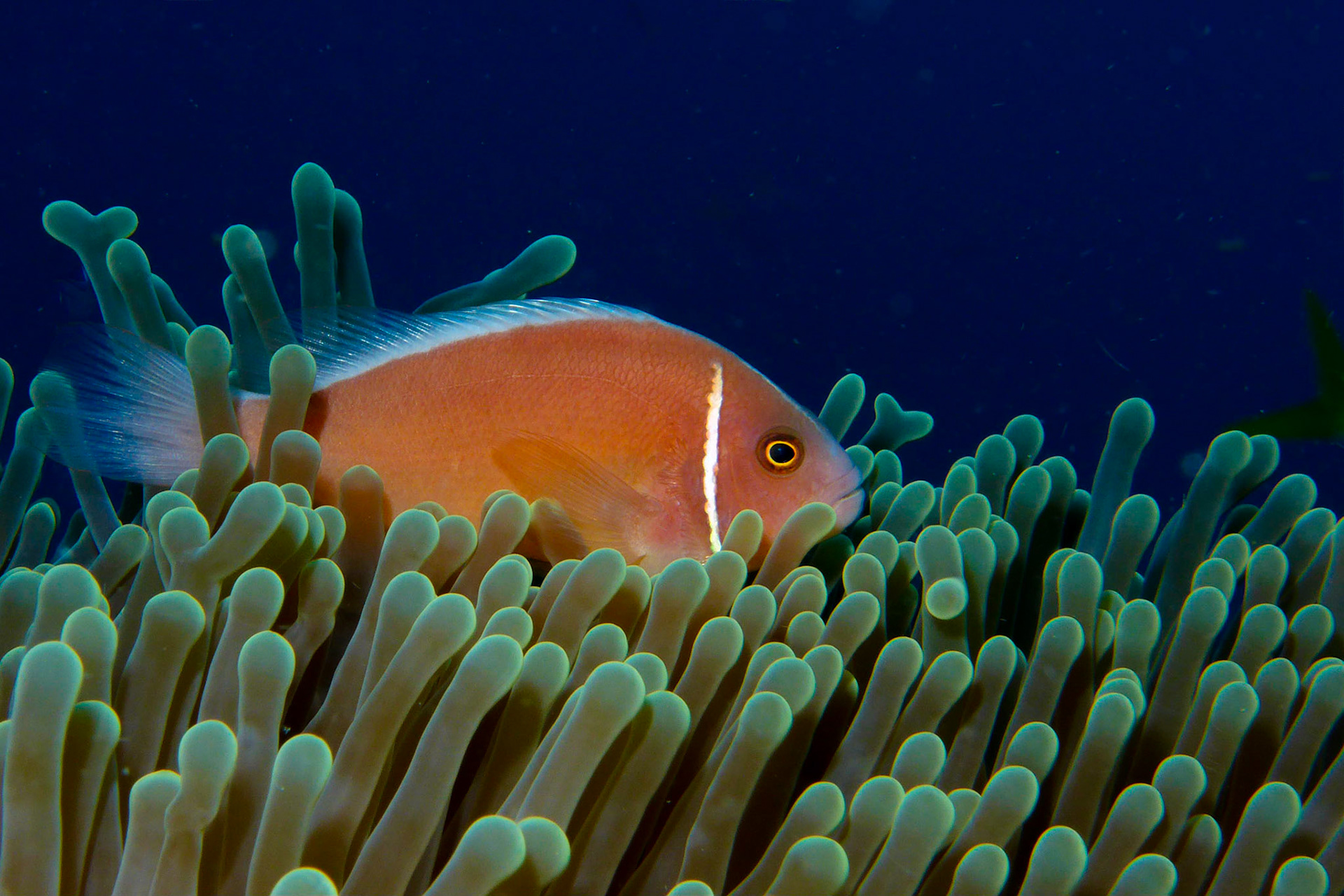 Taken at Chumphon Pinnacle near Koh Tao in the Gulf Of Thailand, Thailand.
