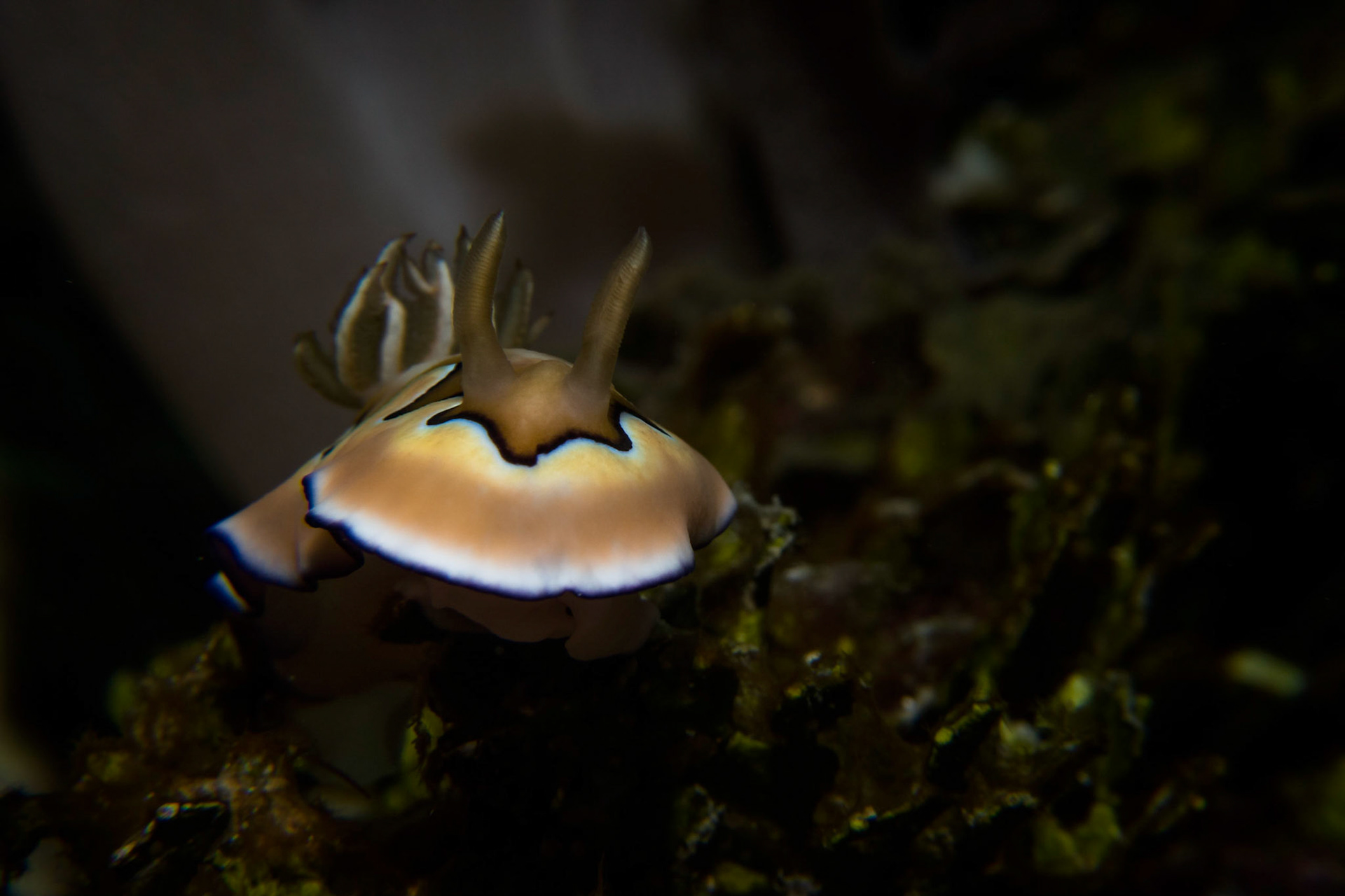 A large and colourful member of the Chromodoris family of Nudibranch.  Taken at Sebayur Kecil in the Komodo National Park, Indonesia.