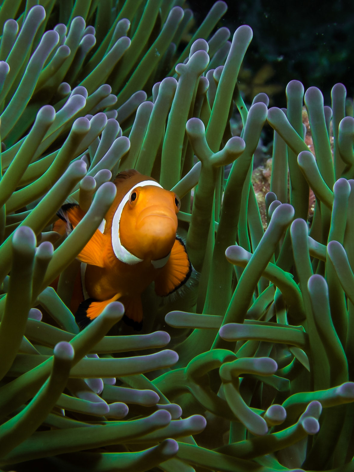 False Clown Anemonefish (Amphiprion ocellaris), Komodo National Park