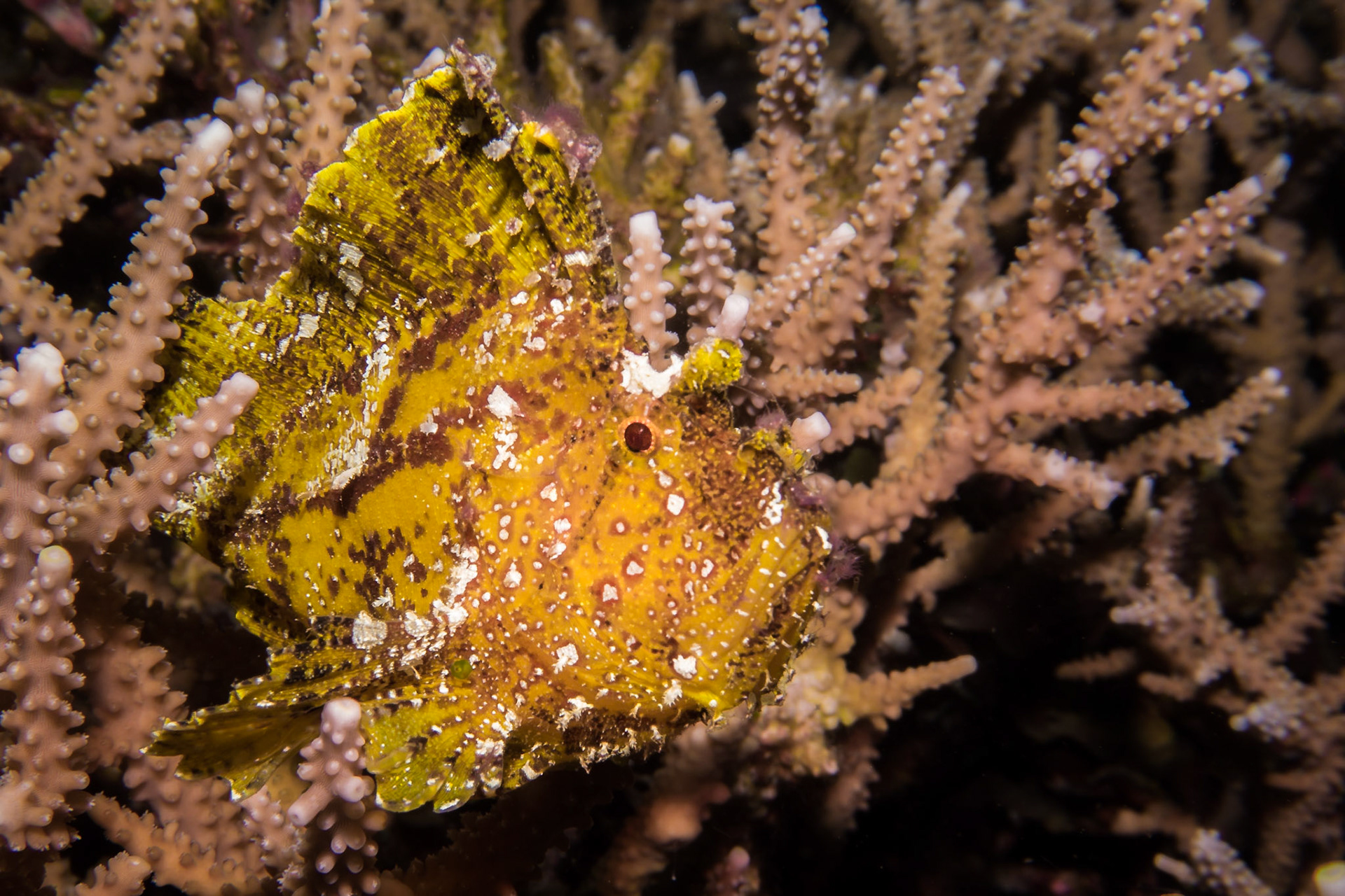 Leaf Scorpionfish, Komodo National Park