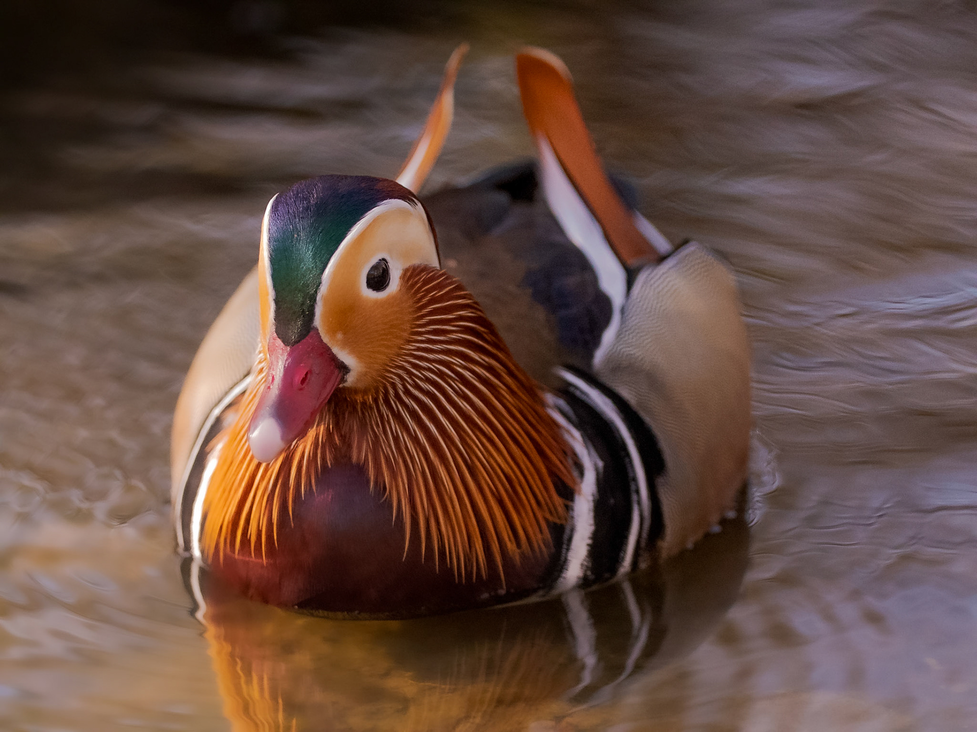 Mandarin Drake