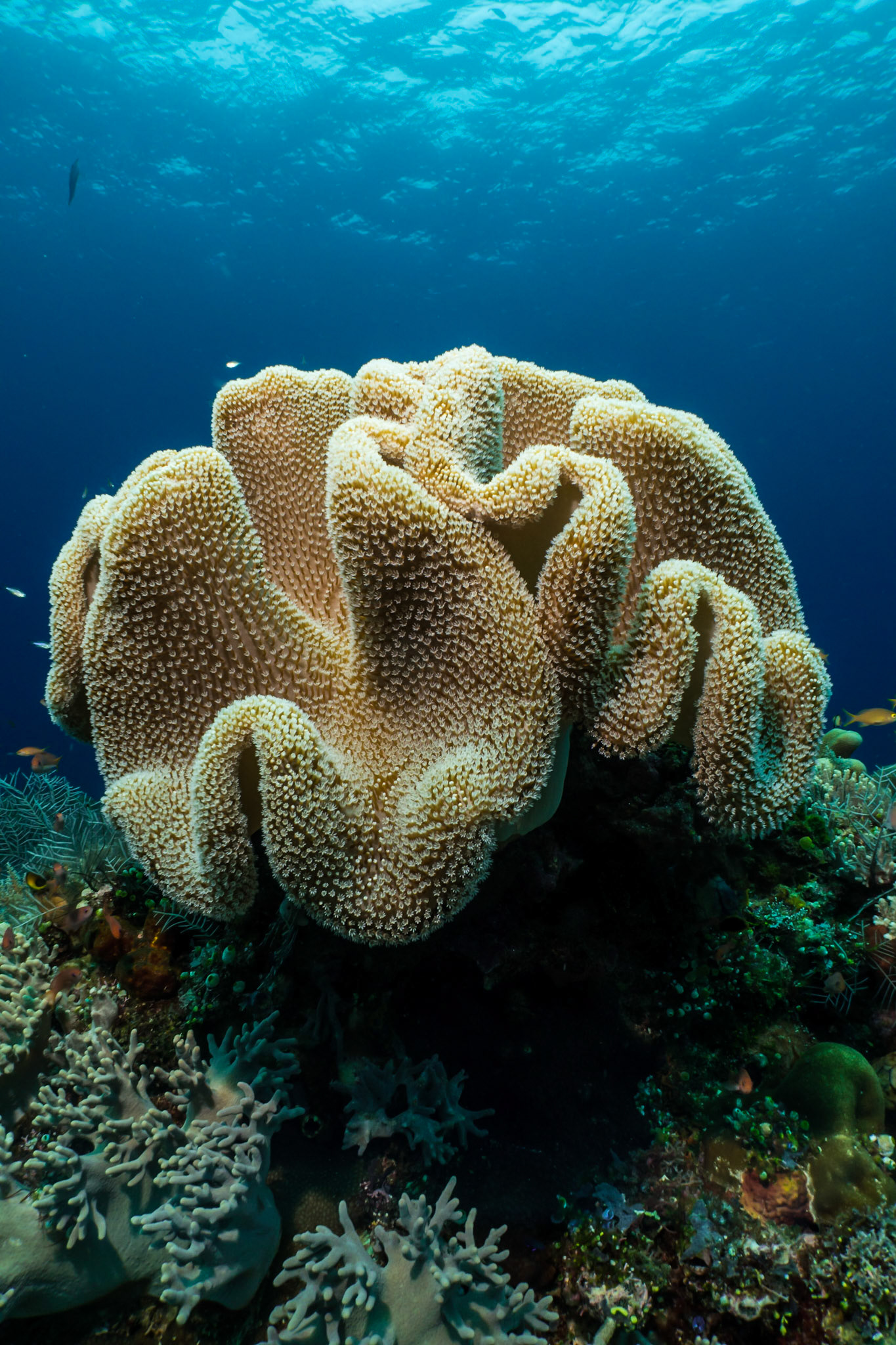 Coral