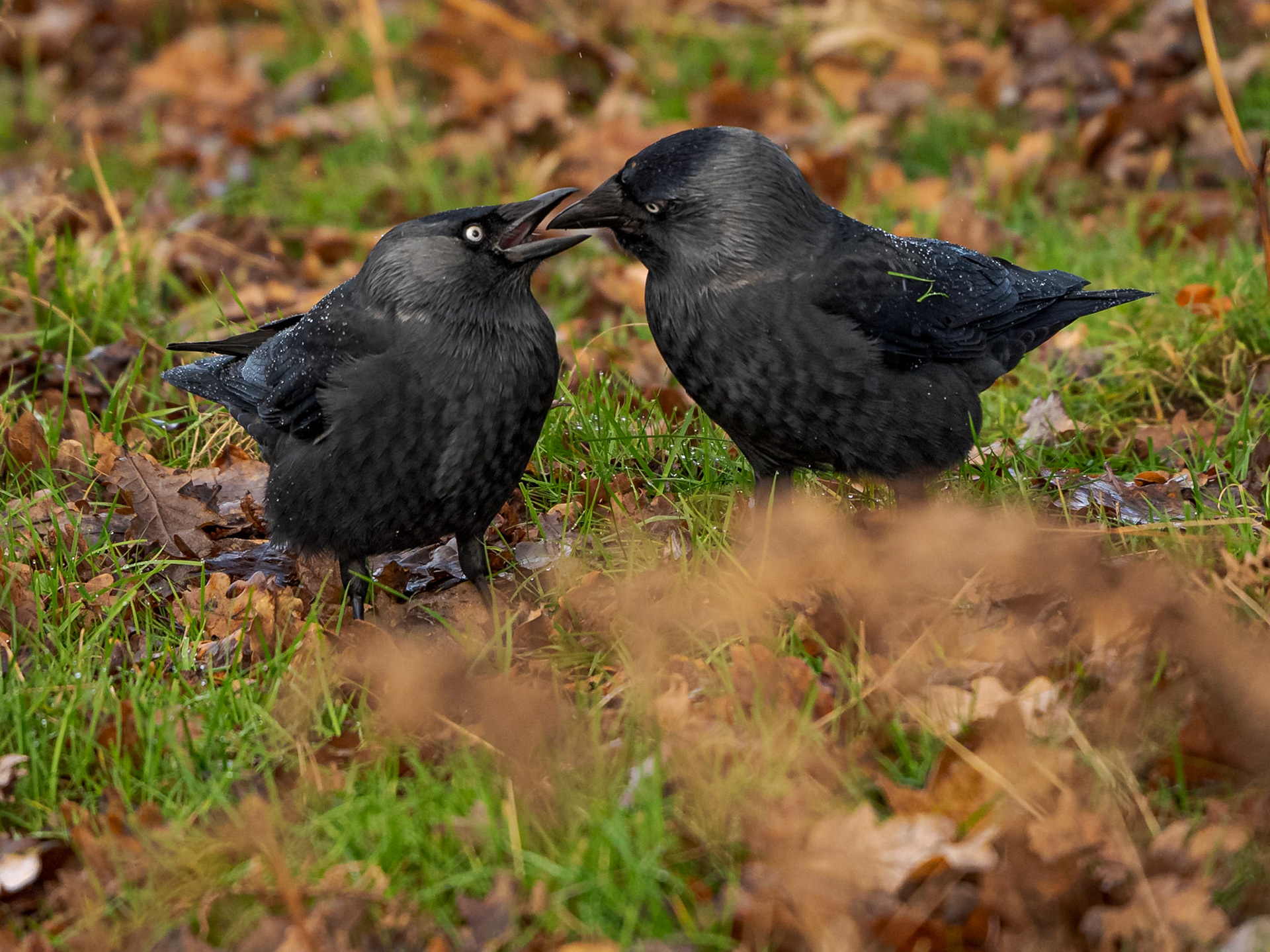 A sequence of shots depicting an adult Jackdaw feeds its almost fully grown chick on the woodland floor in the UK.