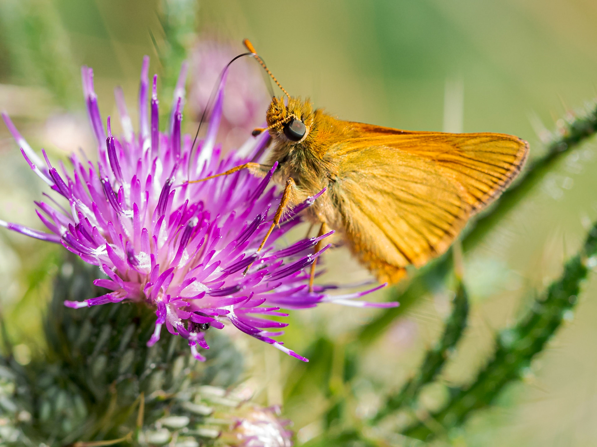 Large Skipper or Essex Skipper?