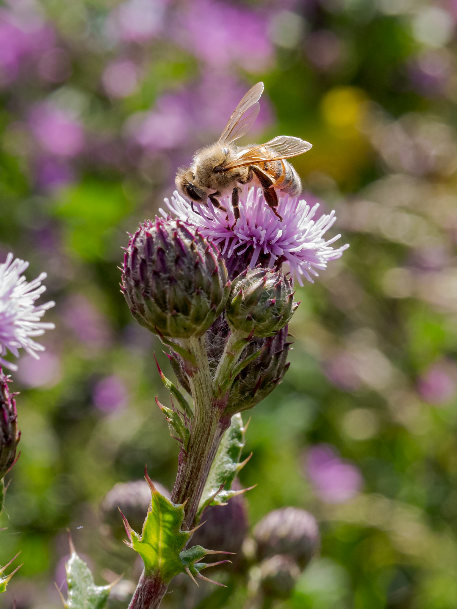 A Honeybee pollinating a Thistle on Blackheath in the Royal Borough of Greenwich, London, UK