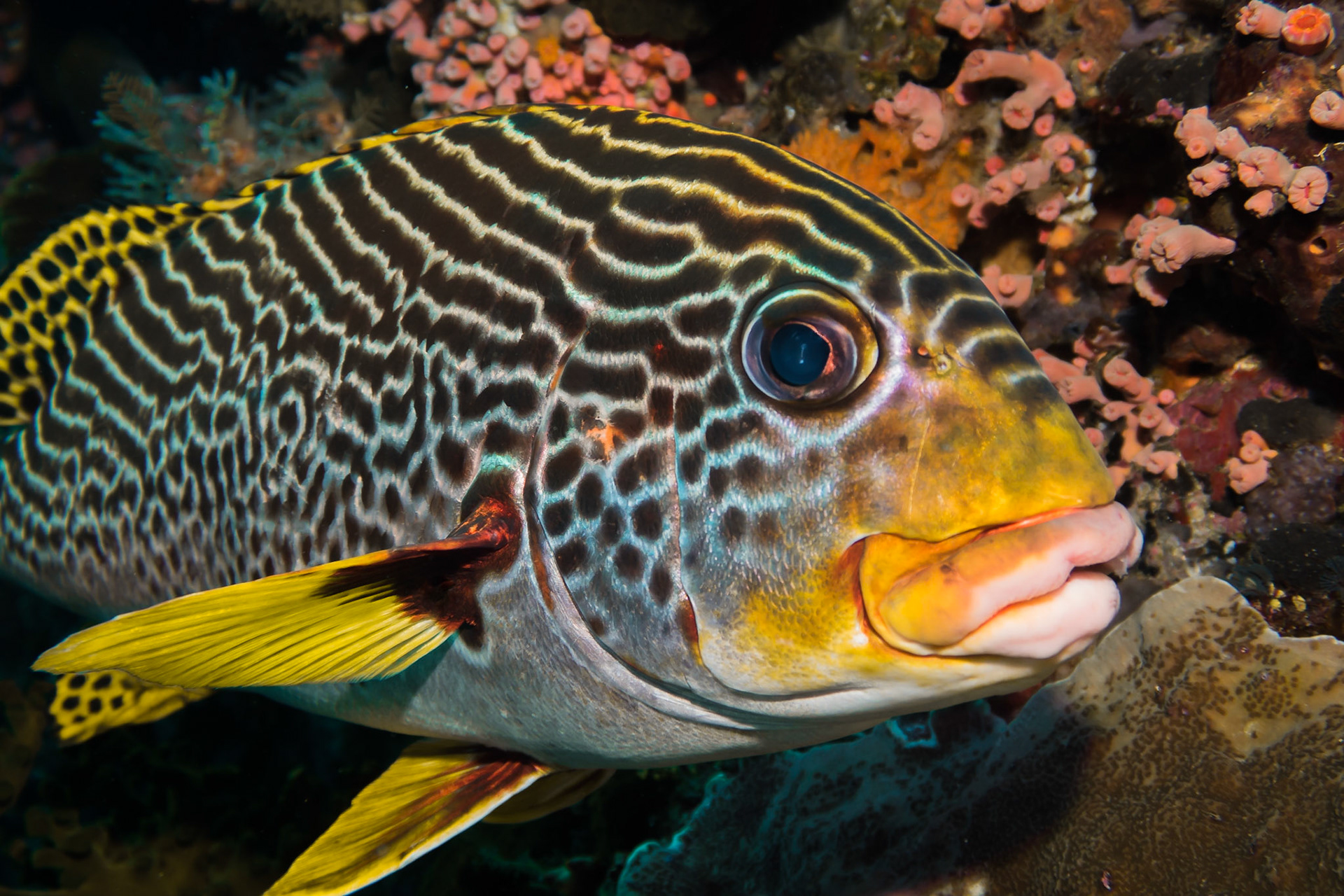 Oriental Sweetlips, Komodo National Park