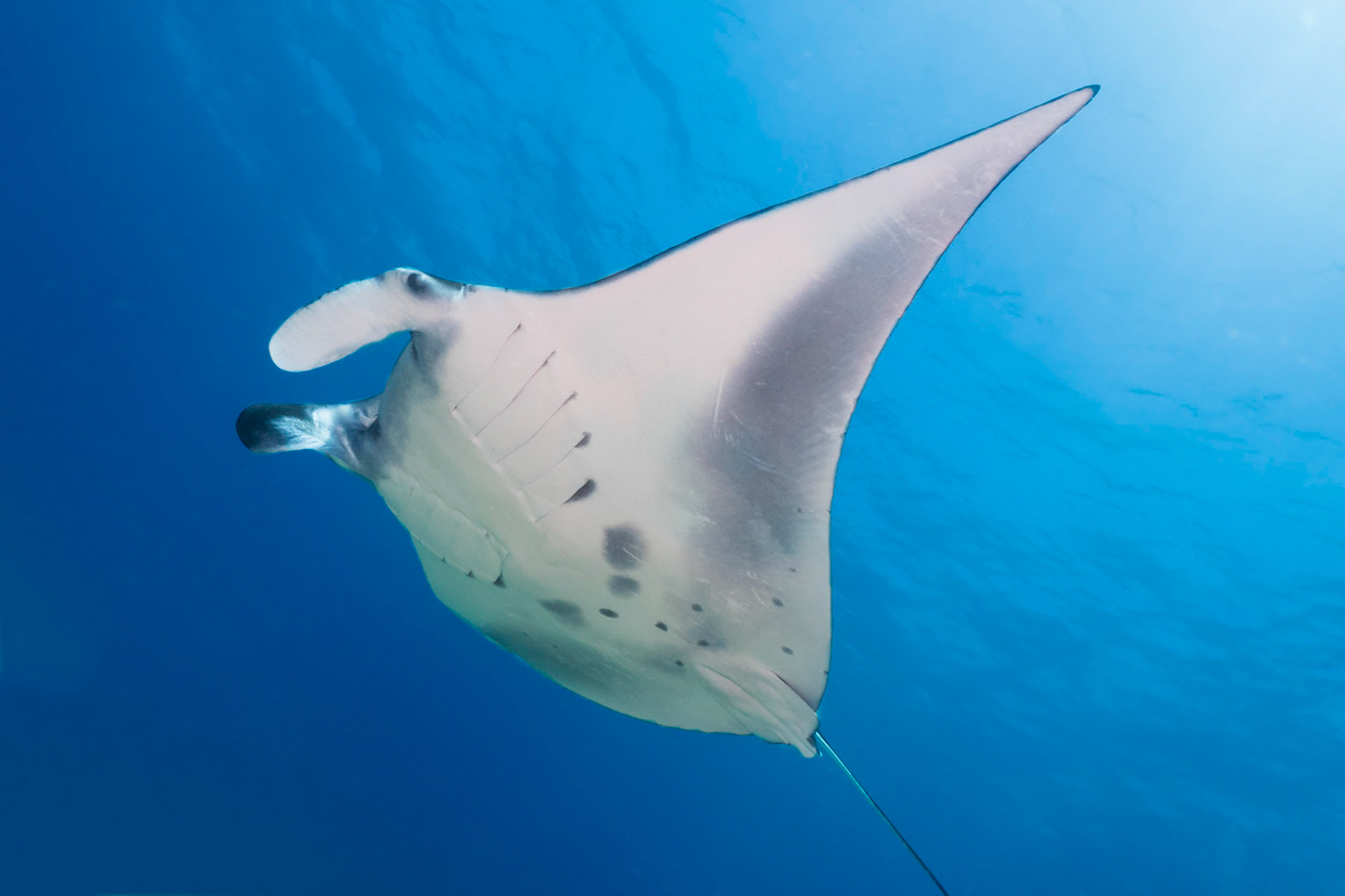 Manta Ray, Komodo National Park, Indonesia