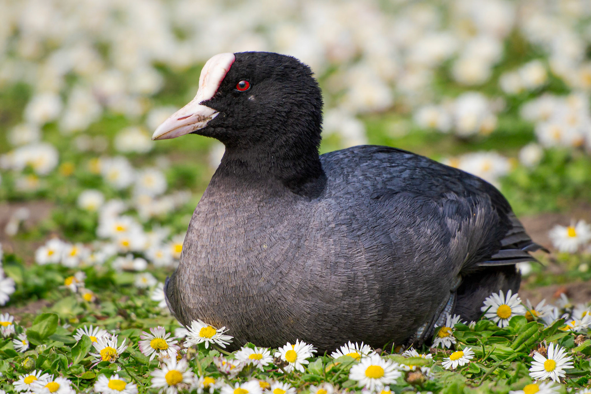 A Eurasian Coot (Fulica atra) relaxes amongst the daisies at the side of a lake in London's Regent's Park.  UK