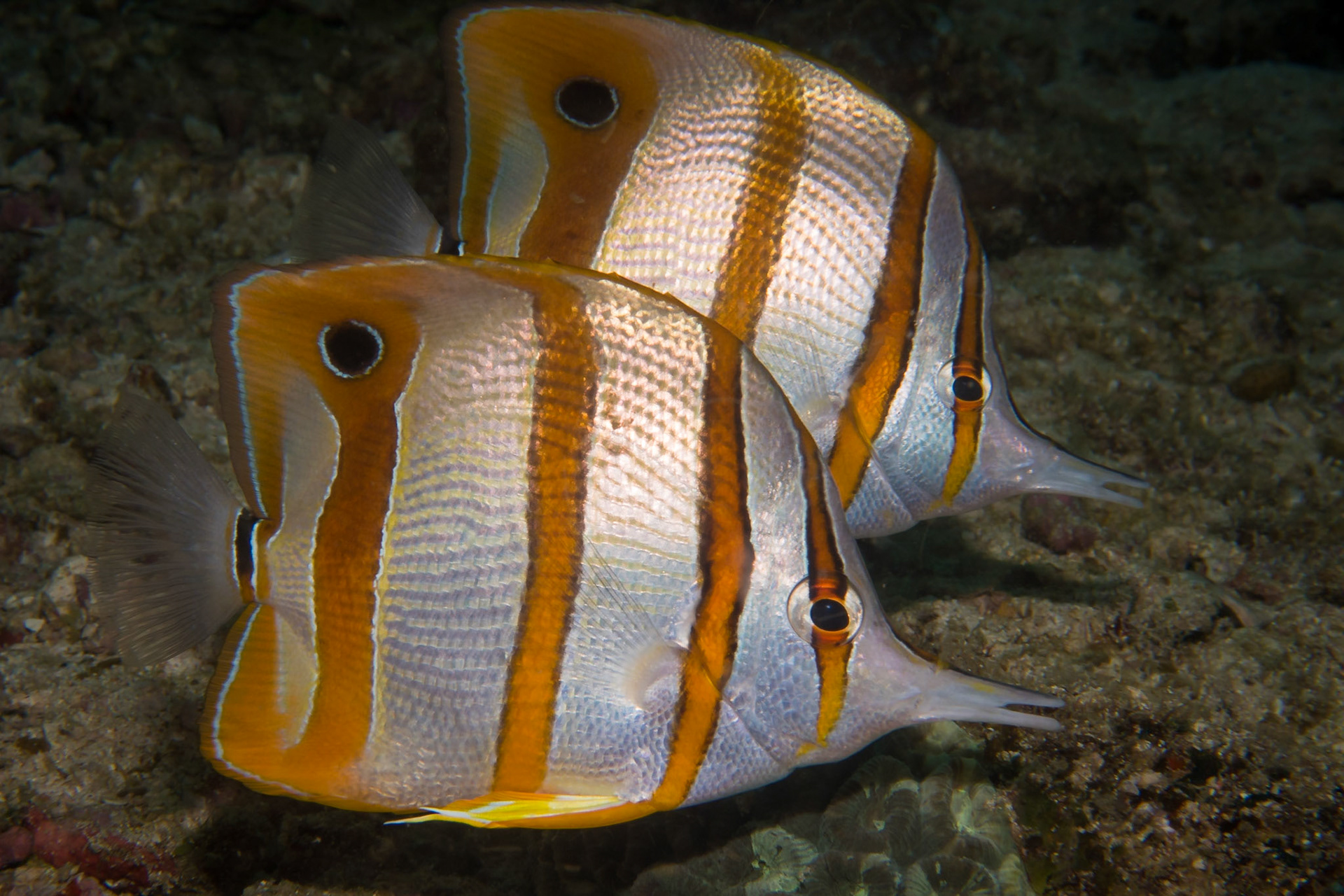 Like most Butterflyfish these beaked coral fish are monogamous and are often found in pairs.