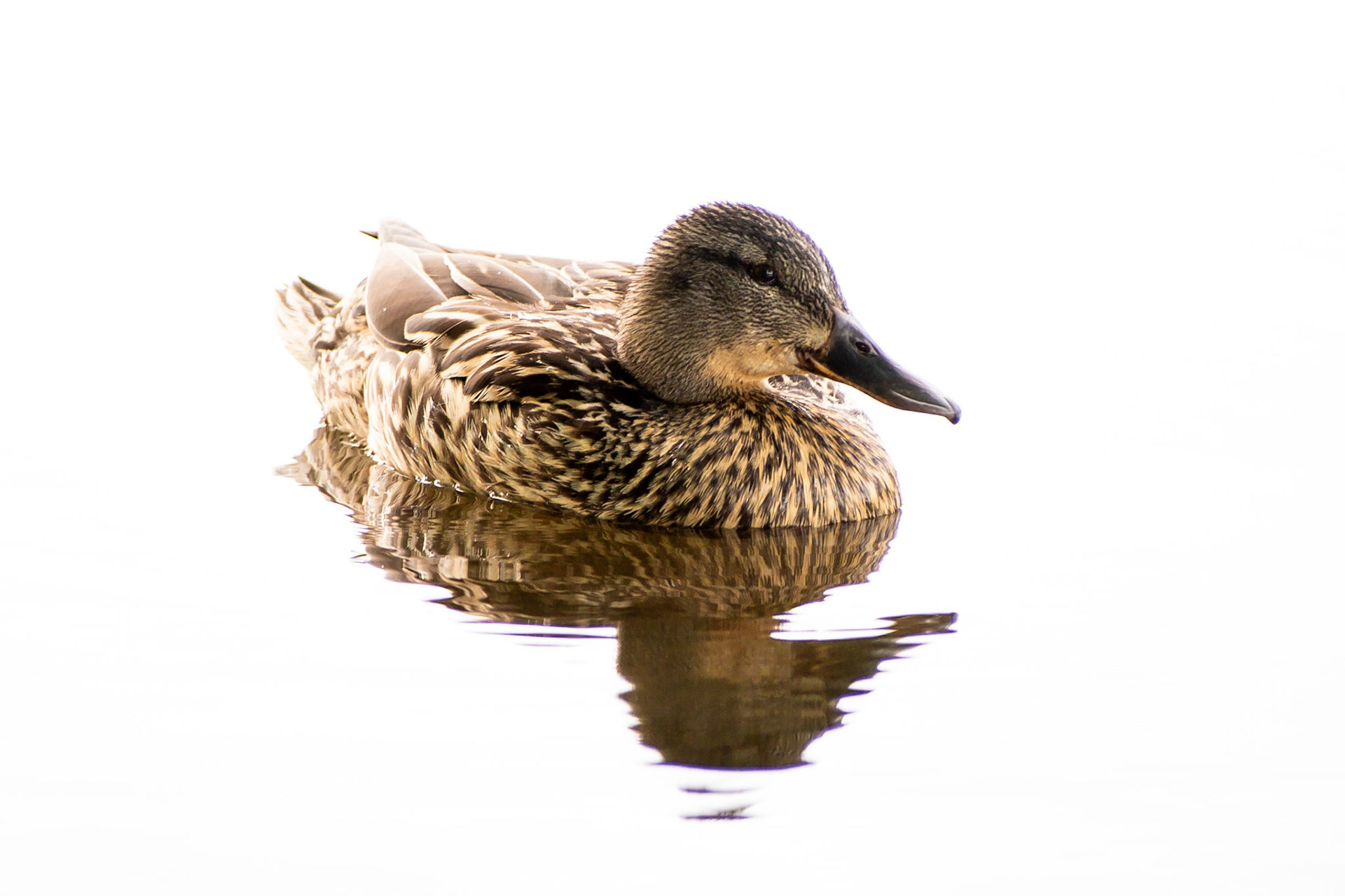 Reflections have always been a favourite subject of mine and on this