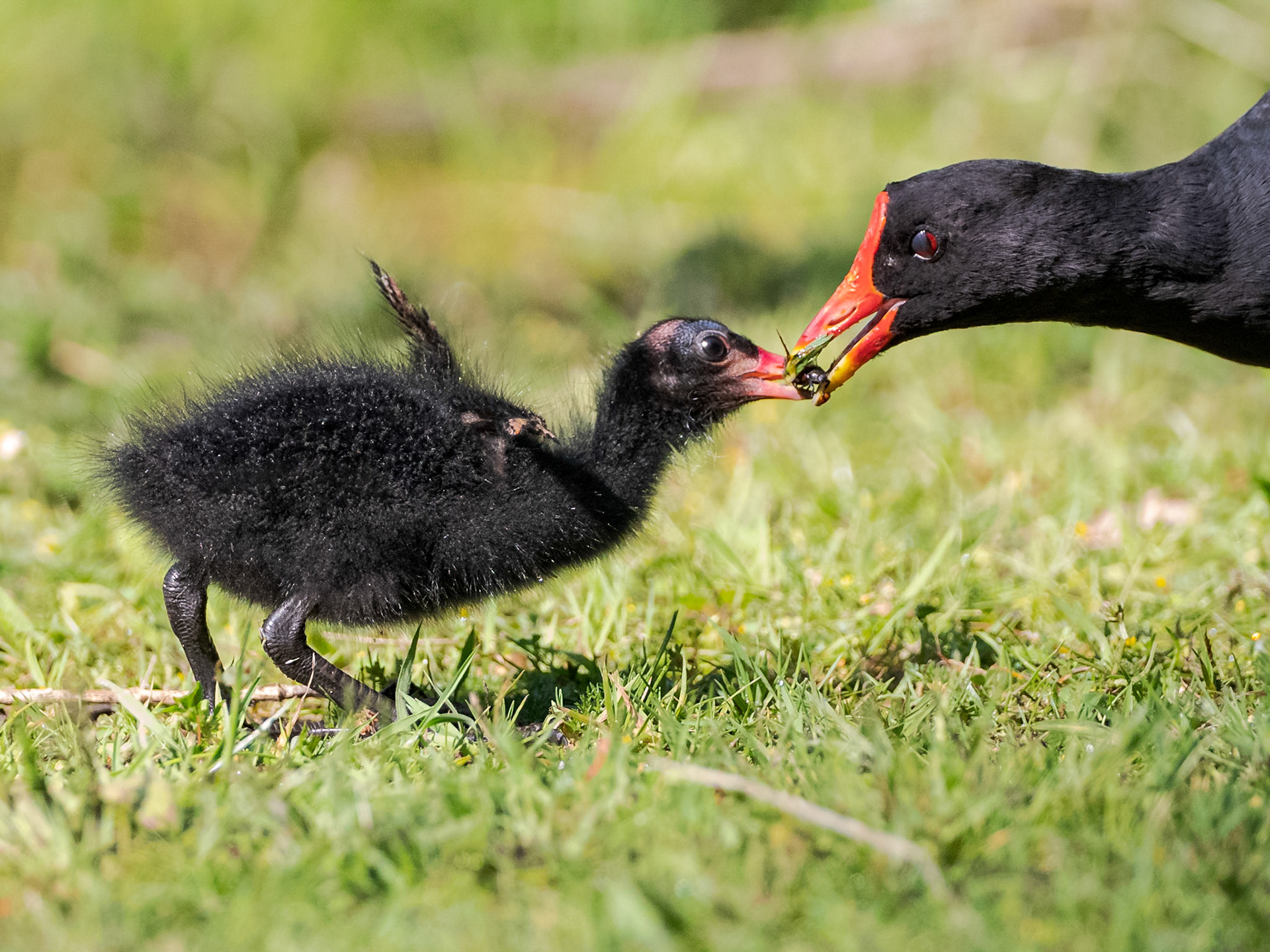 Moorhen feeding its chick