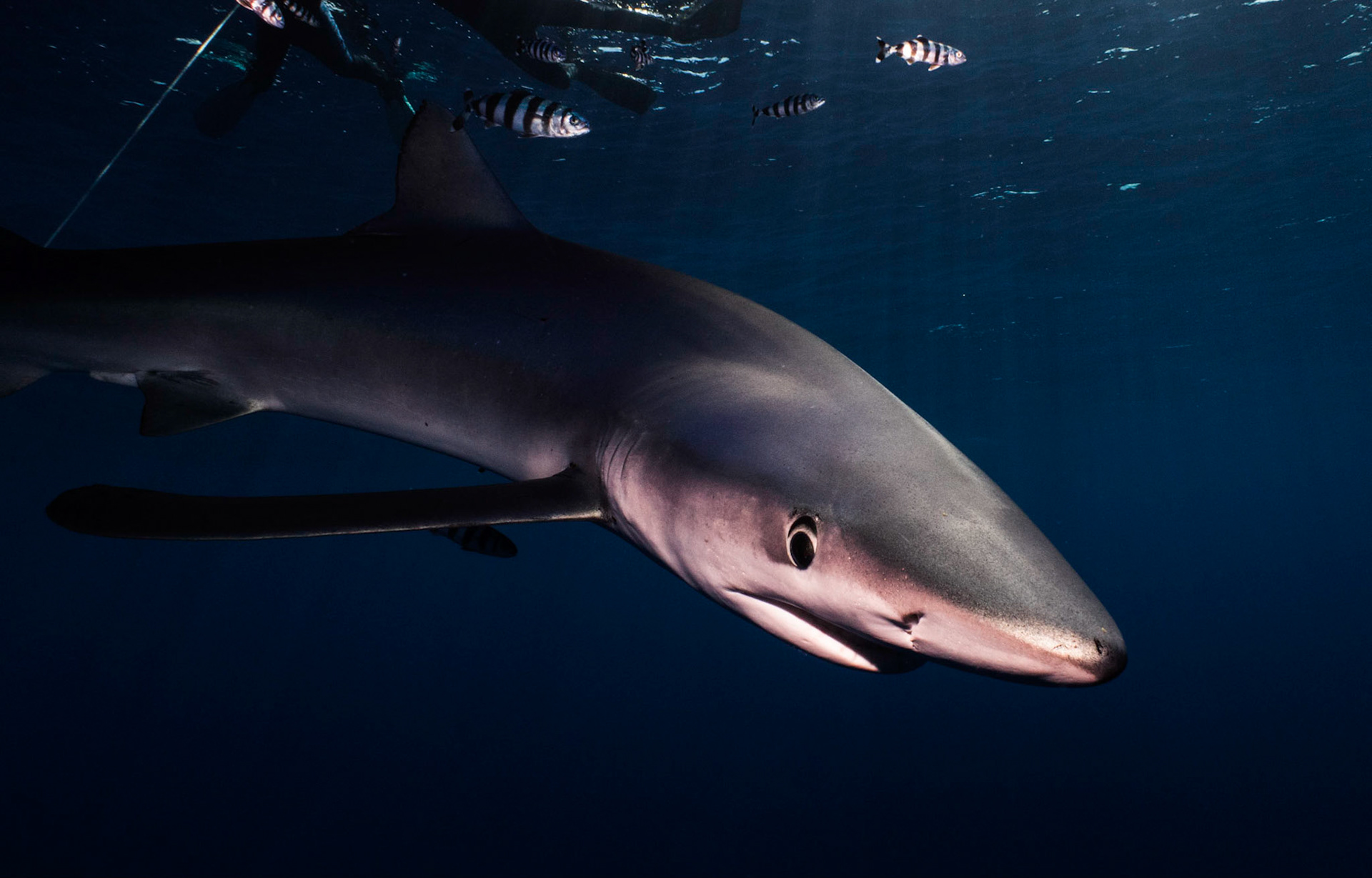 One of the main reasons for going to the Azores was to see the Blue Sharks but on arrival it seemed like none of the dive schools had any enthusiasm.  After a dive off Sao Miguel in nothing but sand and rock we heard of a dive school on another Island that did regular trips.  Tiago from Dive Azores Horta took us to a spot where he said we had a good chance.  Everybody was feeling sick after 3 hours of bobbing around the Atlantic when suddenly the cry goes out "Shark!"  Frantically we kitted up and got in the water as quietly as possible as not to scare it away.  In the end we got over 70 minutes in the water with this Blue.