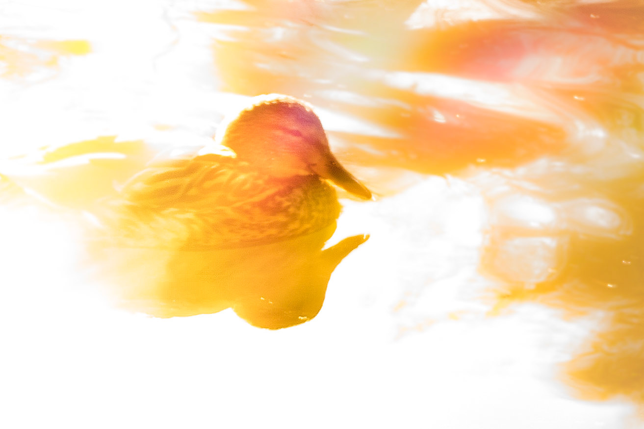 A female Mallard enjoys the few rays of sun on a Winter Morning.