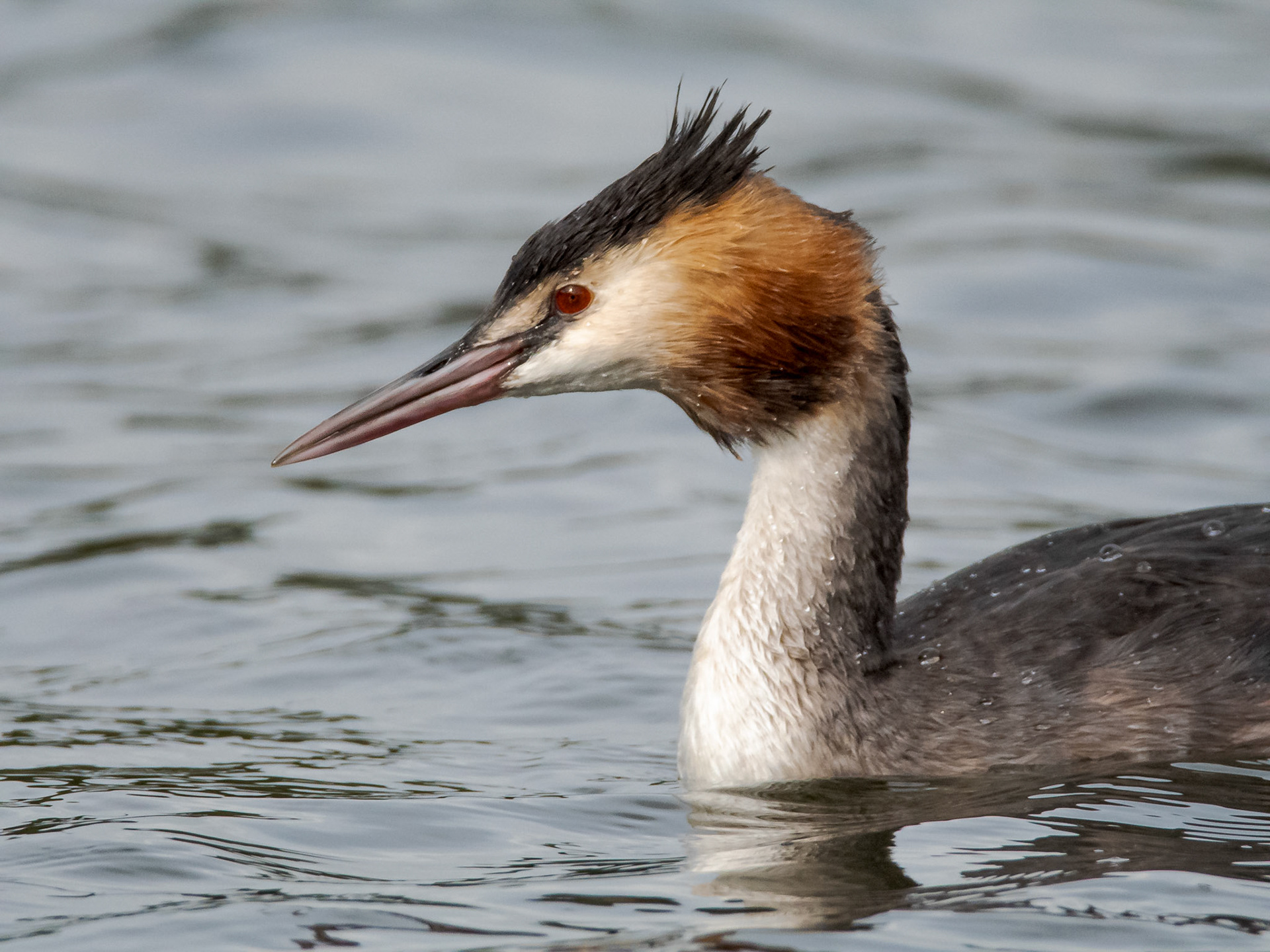 Great Crested Grebe (Podiceps cristatus)