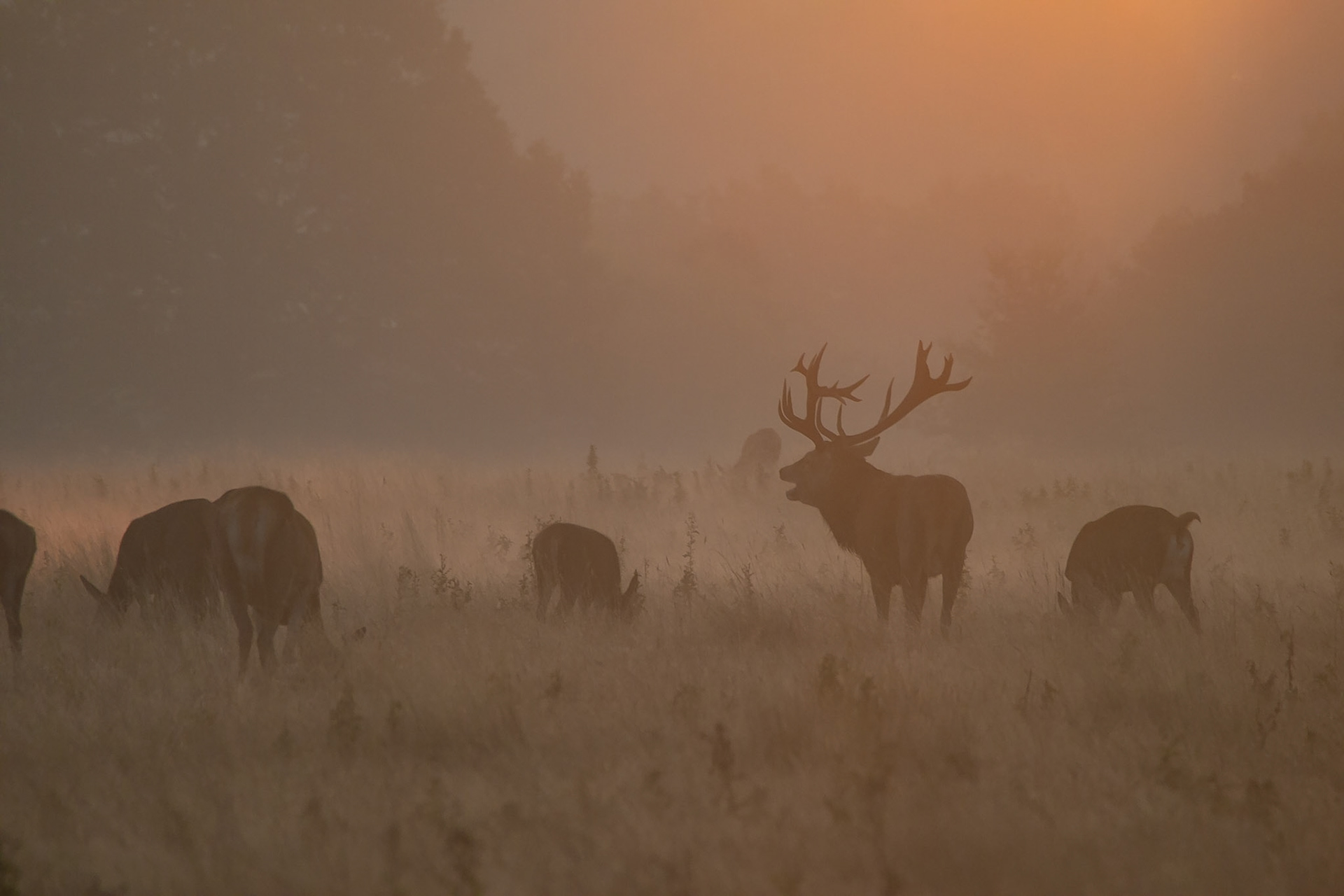 Red Deer (Cervus elaphus); Before the sun is up the Red Deer stags below to ward away potential rivals.  First light reveals the impressive stature of the individual currently in control of the largest group of Hinds; Richmond Park, London, UK.