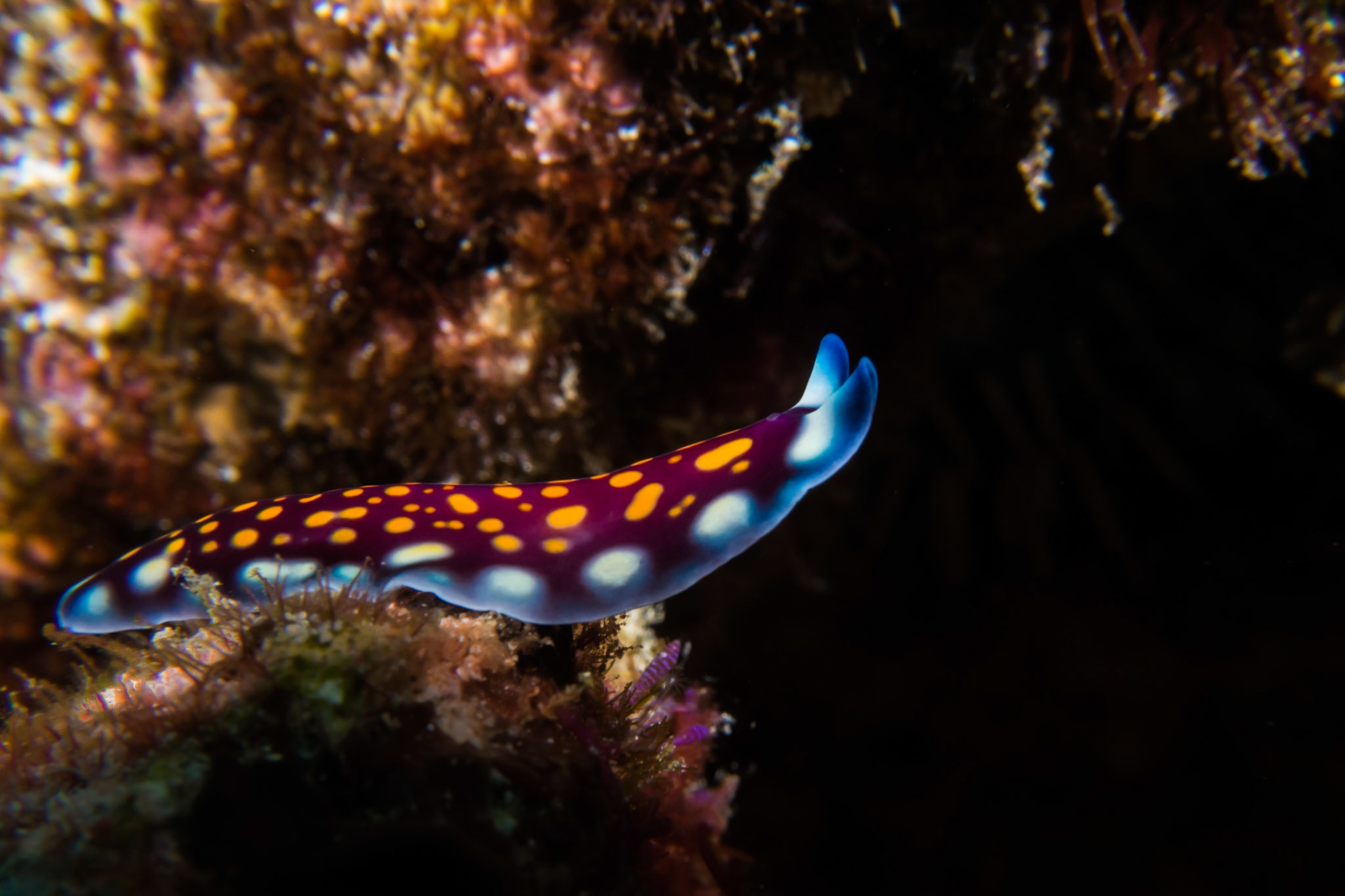 Invertebrate, Komodo National Park