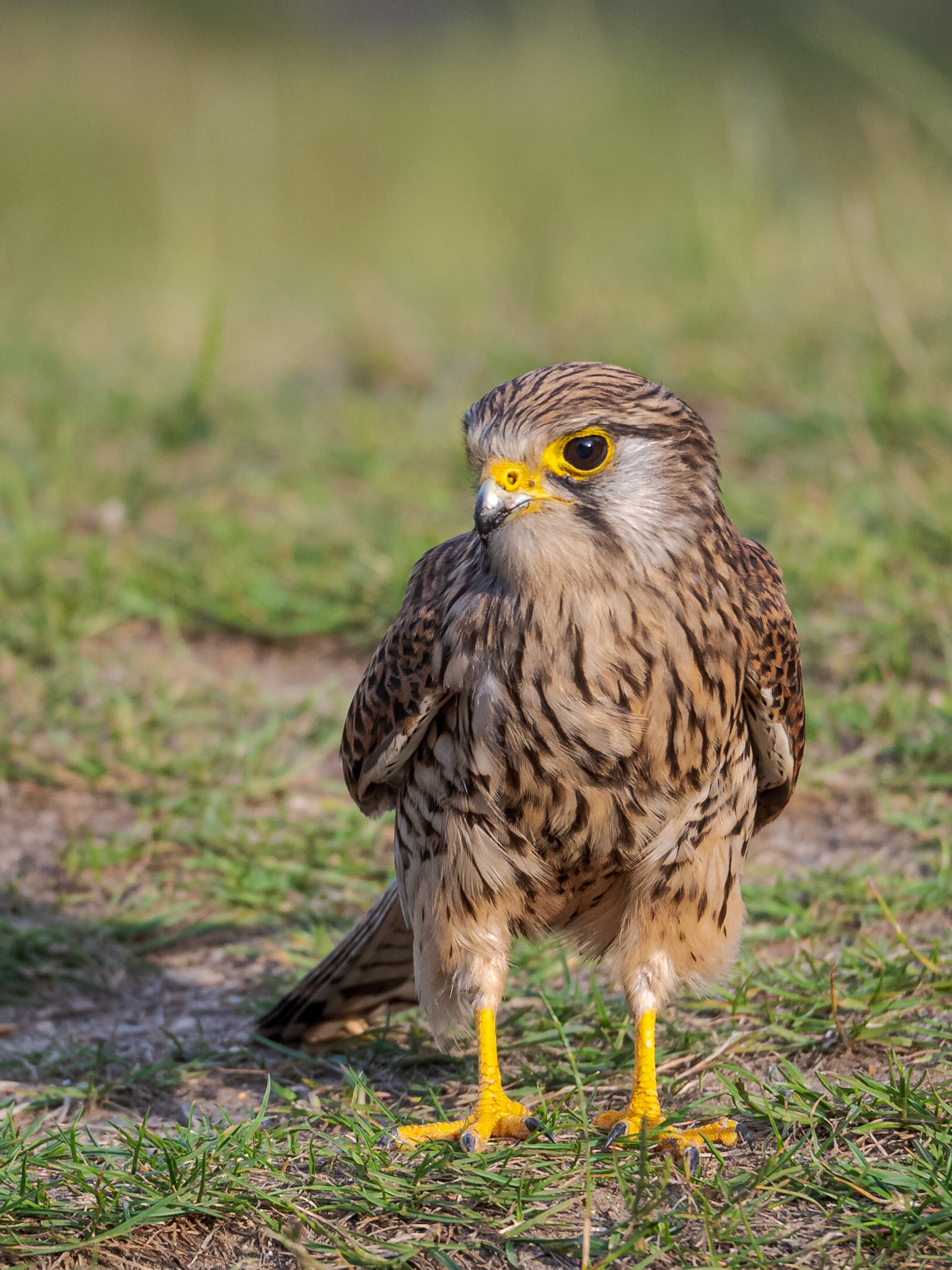 Common Kestrel (Falco tinnunculus) Female pauses whilst foraging for insects on the ground.