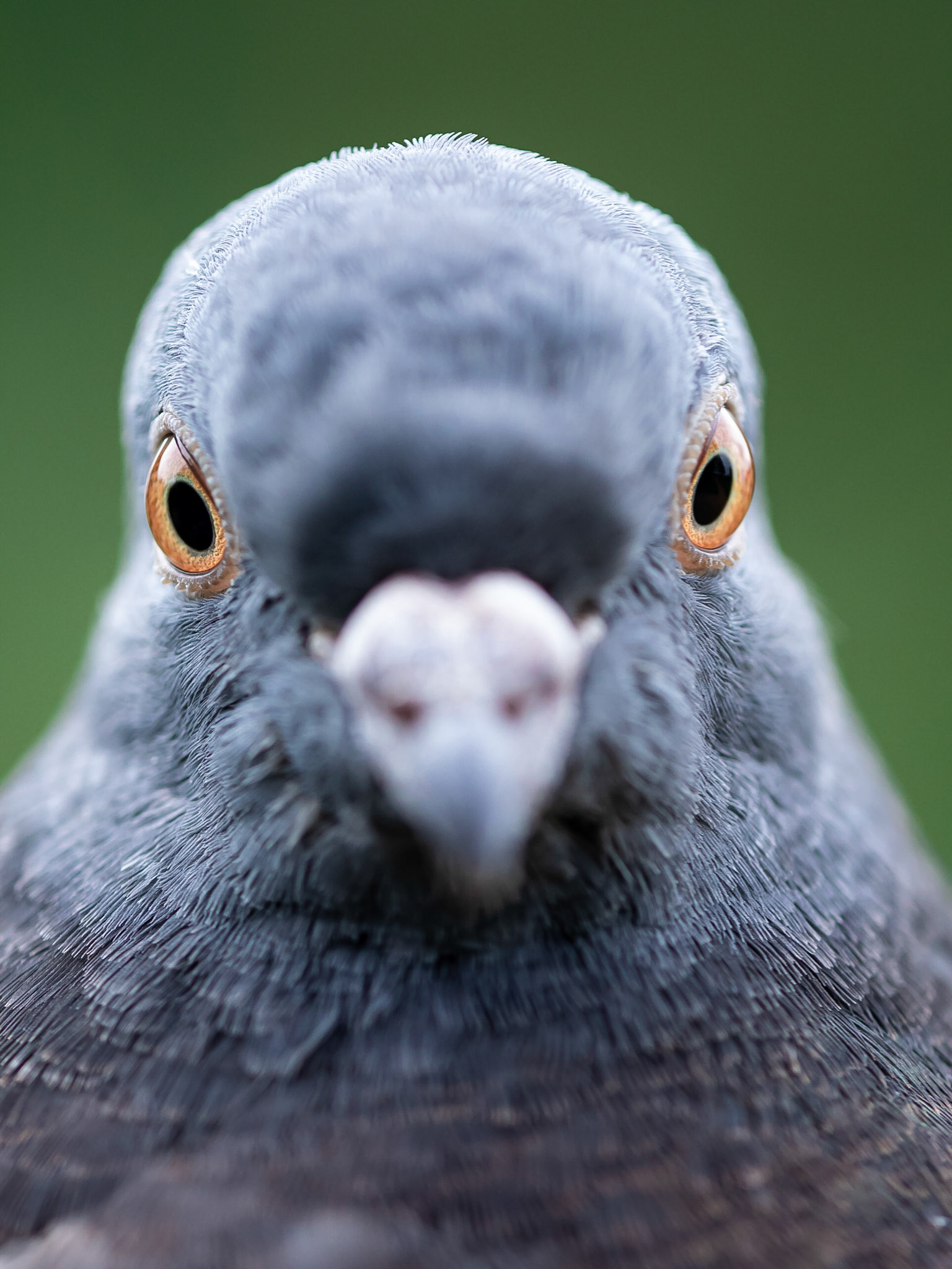 This is what it looks like when you have a 360mm full frame equivalent prime and a pigeon without boundaries