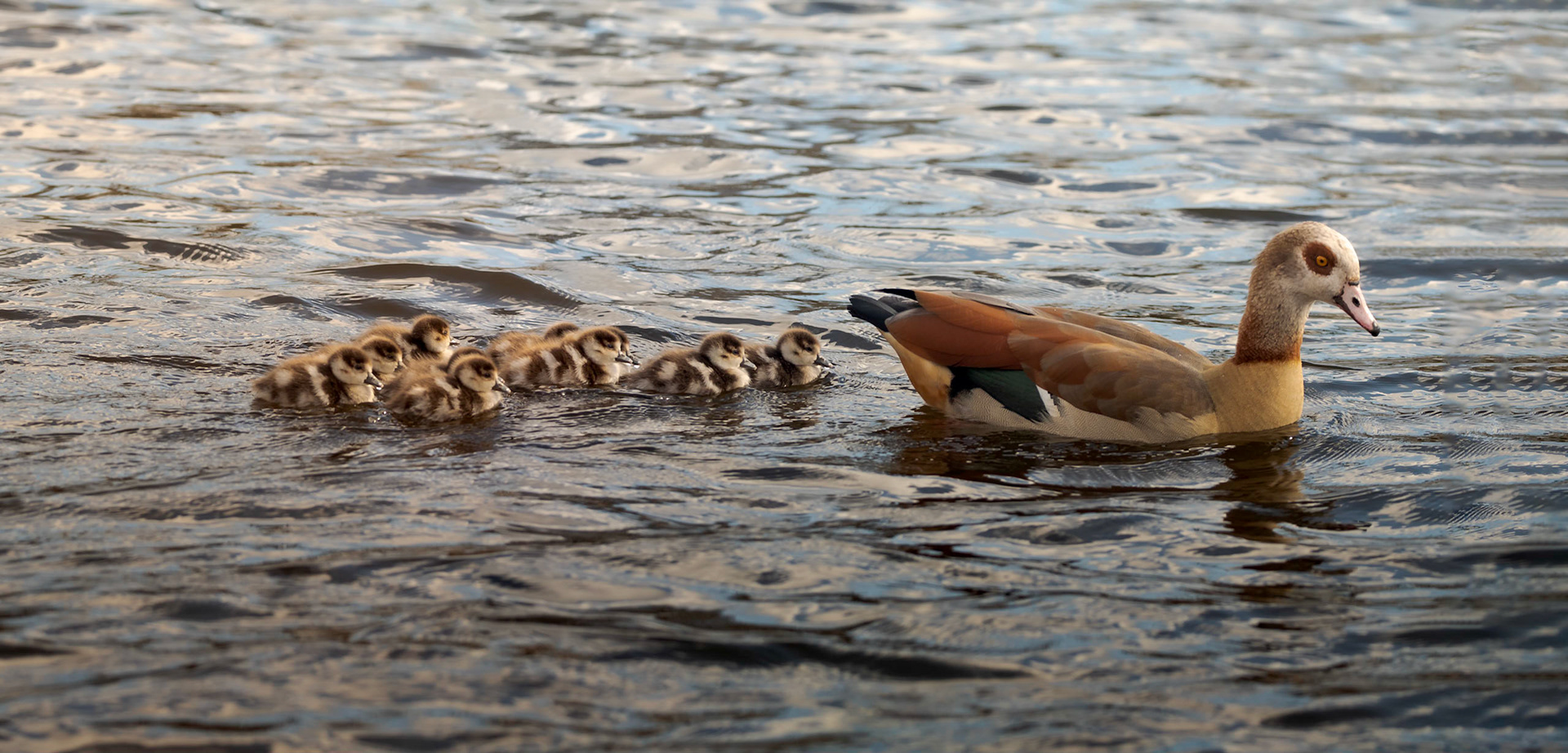 Egyptian Goose Train