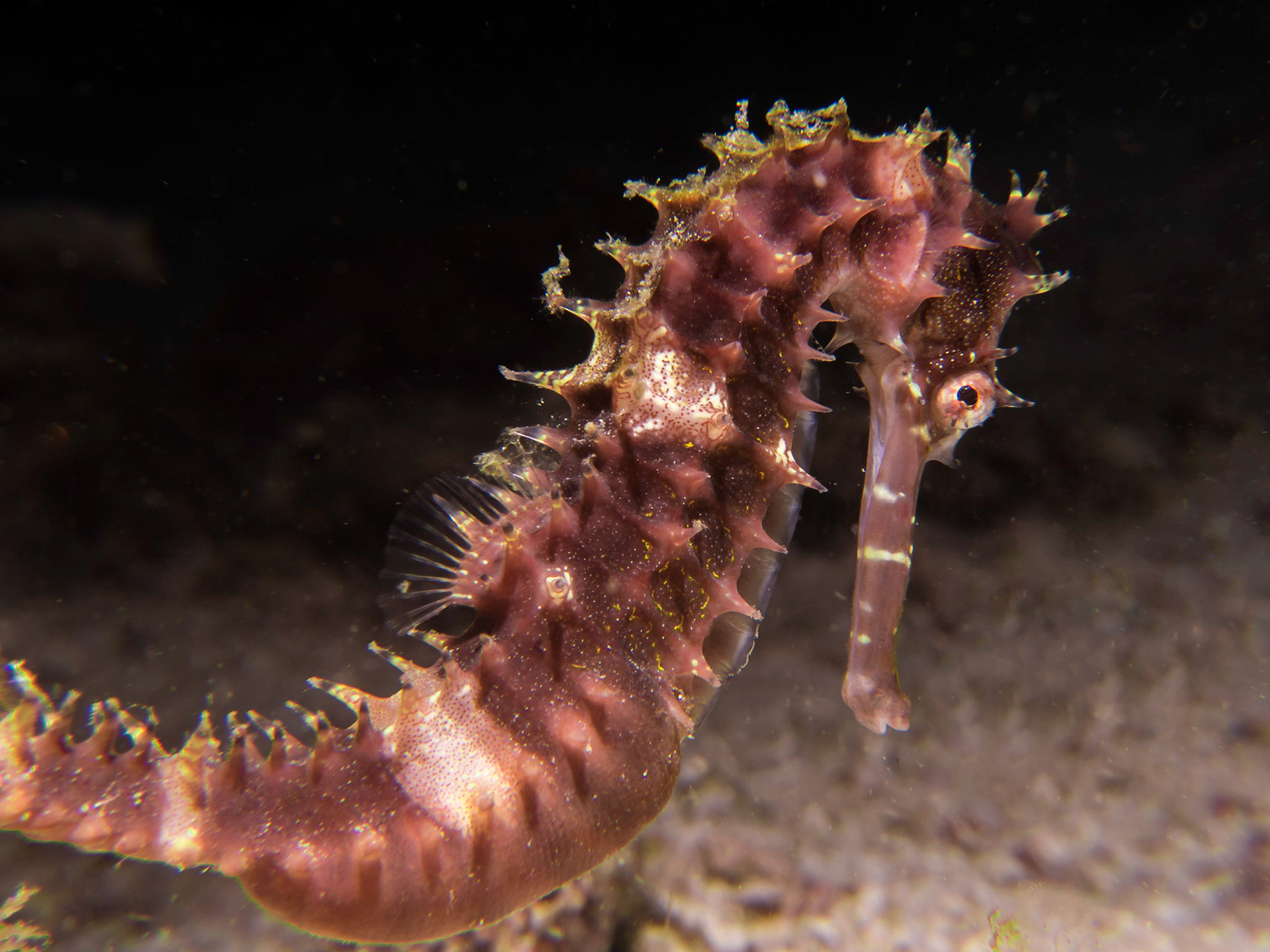 Spiny Seahorse (Hippocampus histrix)