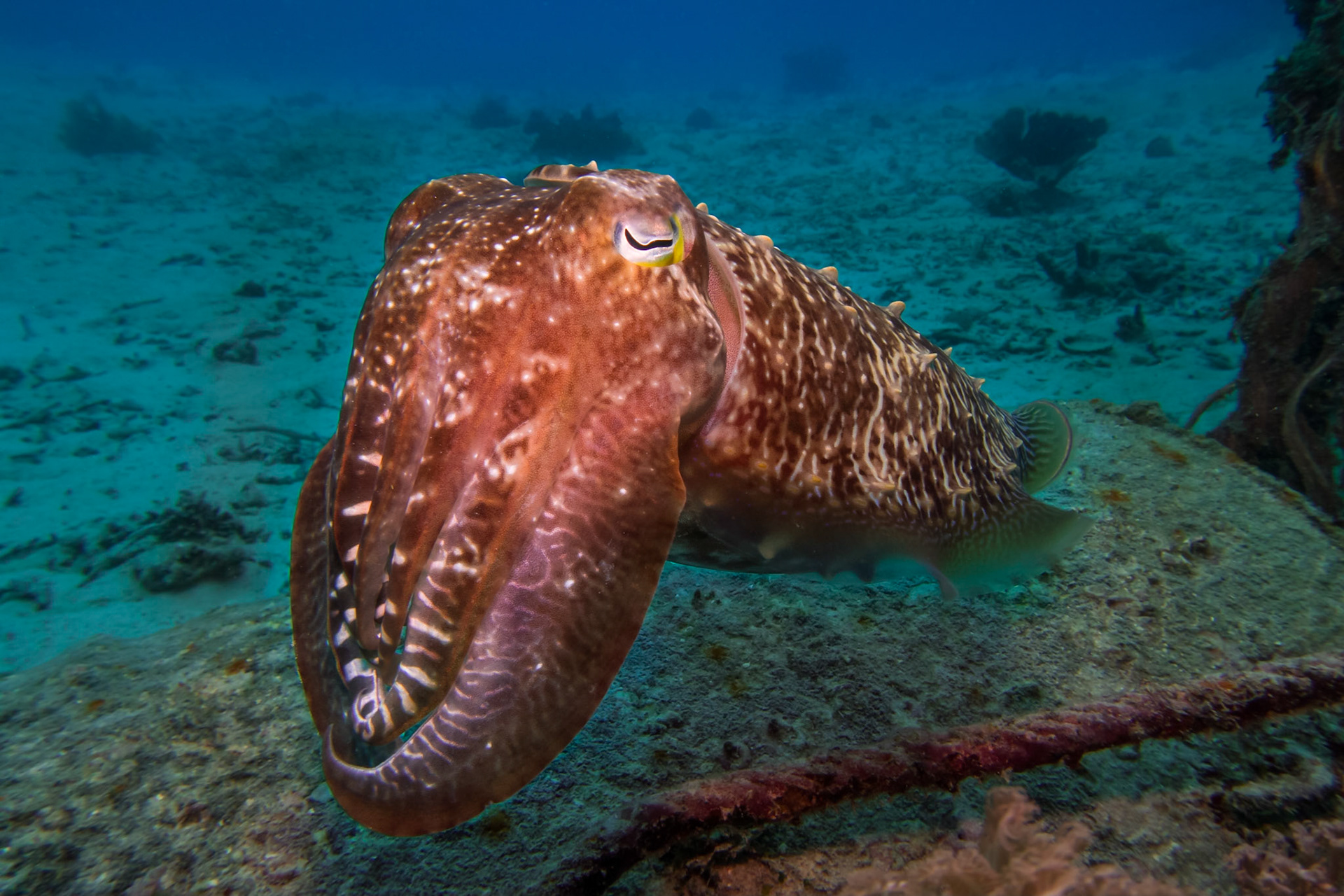 Siaba Basar in Komodo National Park is a great site for a muck dive.  We spotted this reef Cuttlefish before we'd even got started.