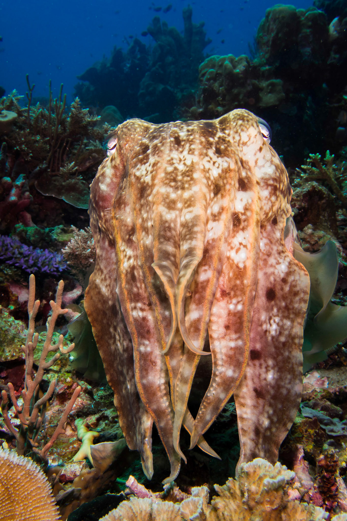 Alienlike Cuttlefish, Komodo National Park