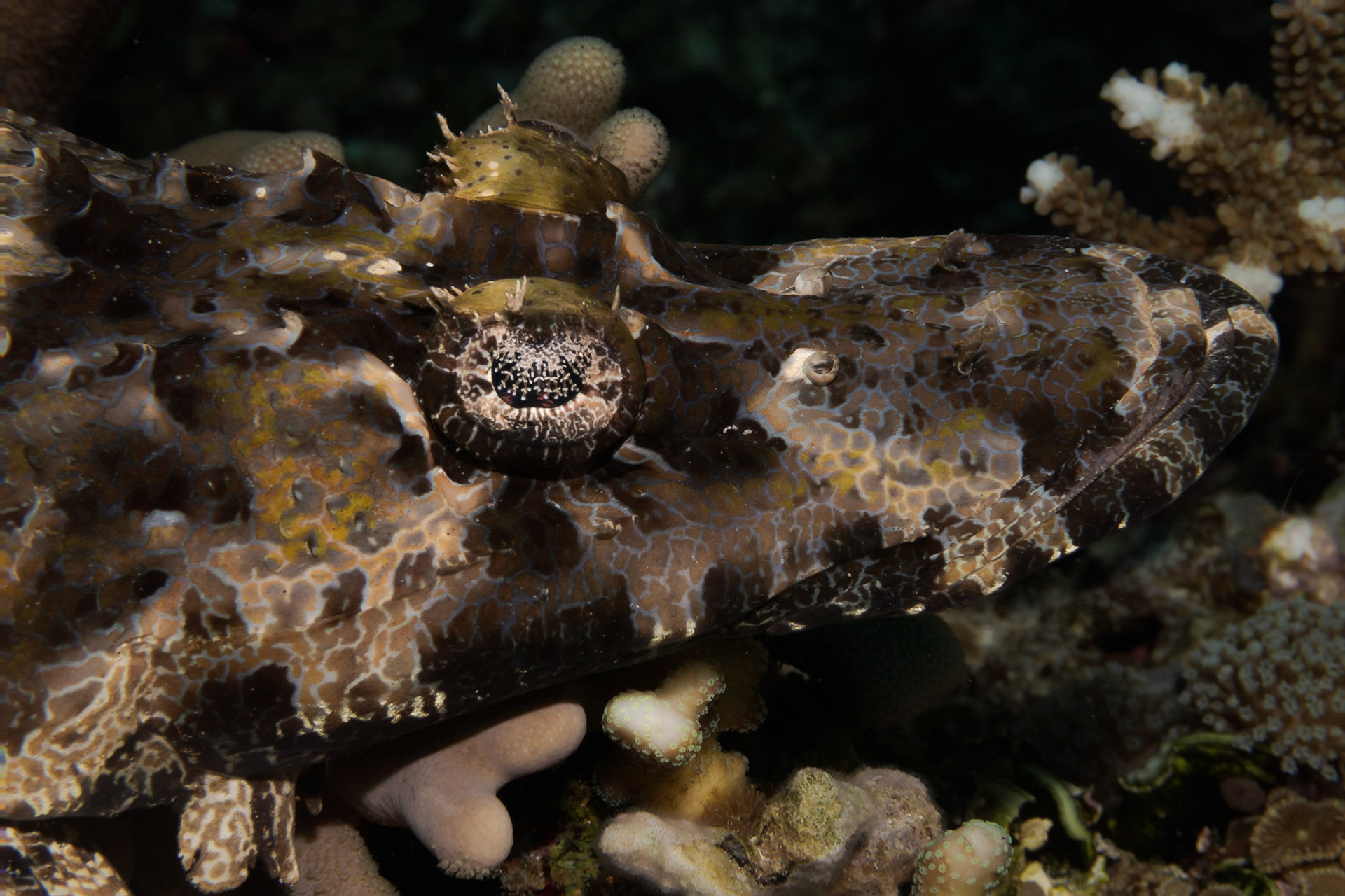 Taken at Tatawa Besar in the Komodo National Park, Indonesia.