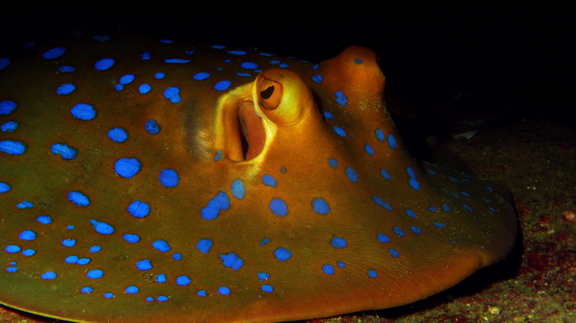 These rays like to hide away in crevices during the day coming out to hunt in the sediment at night.