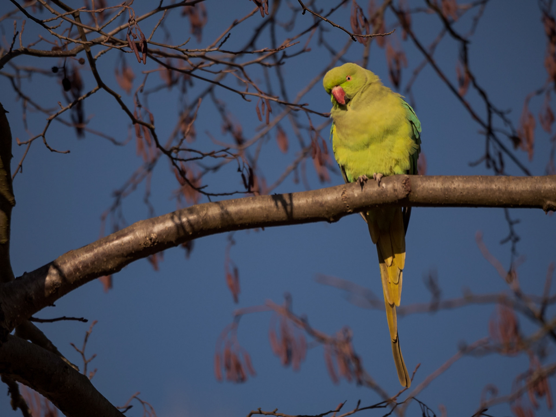 A Rose-ringed Parakeet roosts in the branches of London's Richmond Park on a sunny winters day, UK.