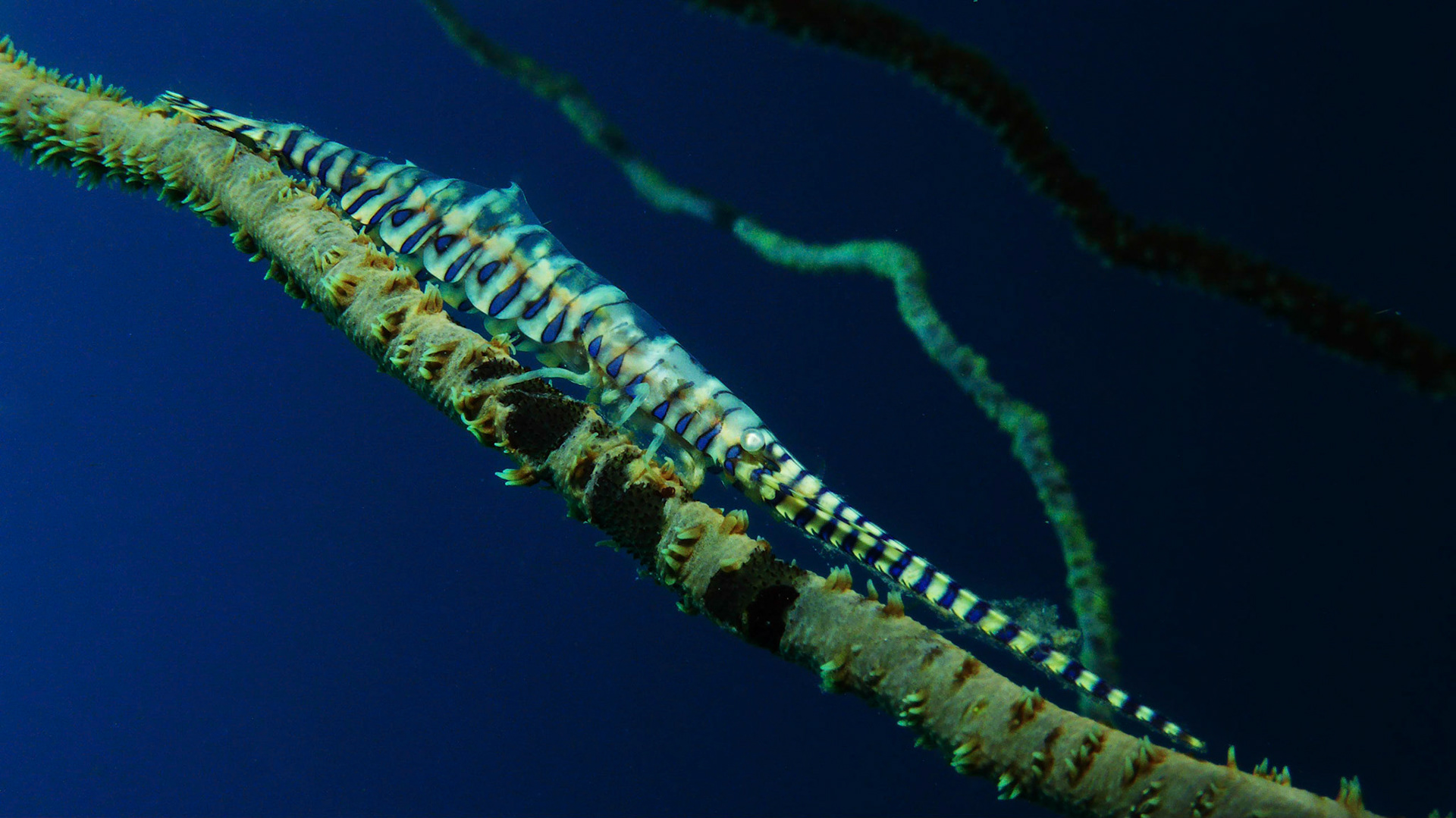 This Sawblade Shrimp was determined to stay on the opposite side of the Whip coral.  After a few attempts photographing the neighbouring corals to get the exposure right, I had to then compose a shot where I hoped the Sawblade would move to.  With one hand supporting the camera I moved my free hand into the field of view on the other side of the coral.  The Shrimp obliged and moved into position but I had to wait until it was happy enough that it didnt move back as soon as I moved my hand away before I could get this shot.