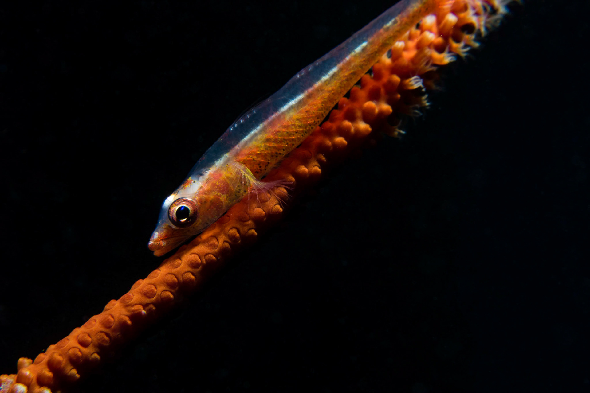 Whip Coral Goby