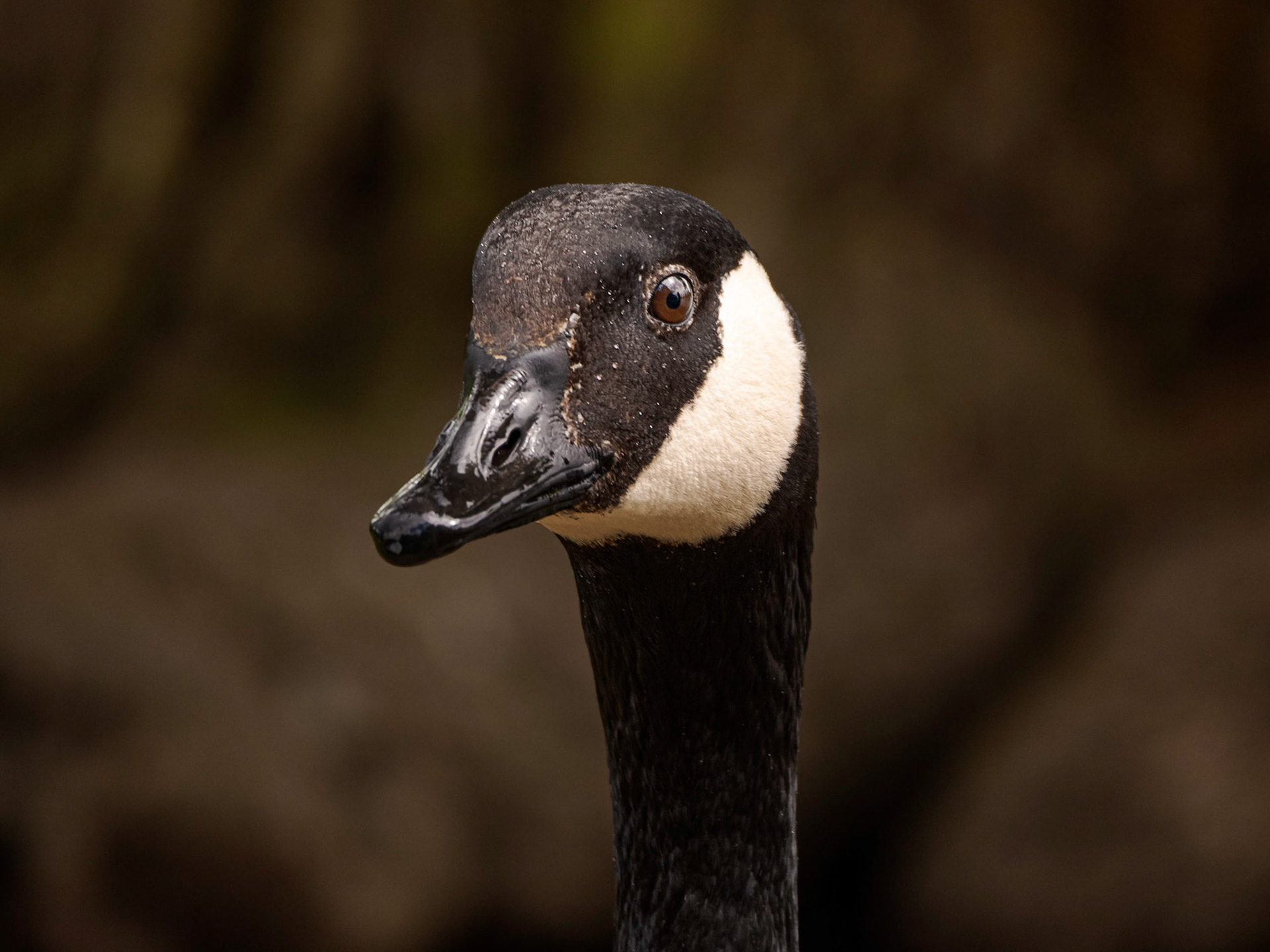 Canadian Goose