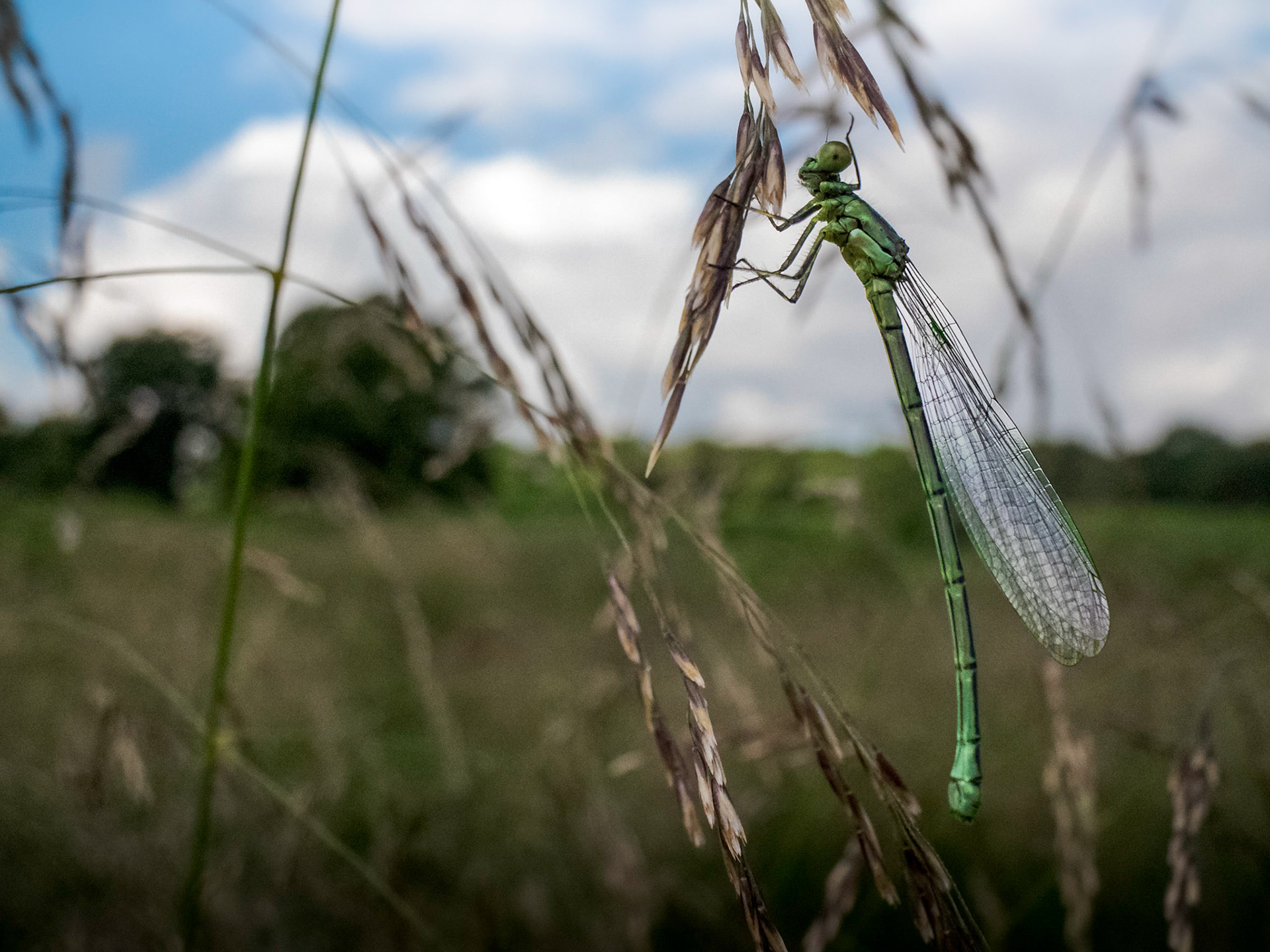 Damselfly Waving