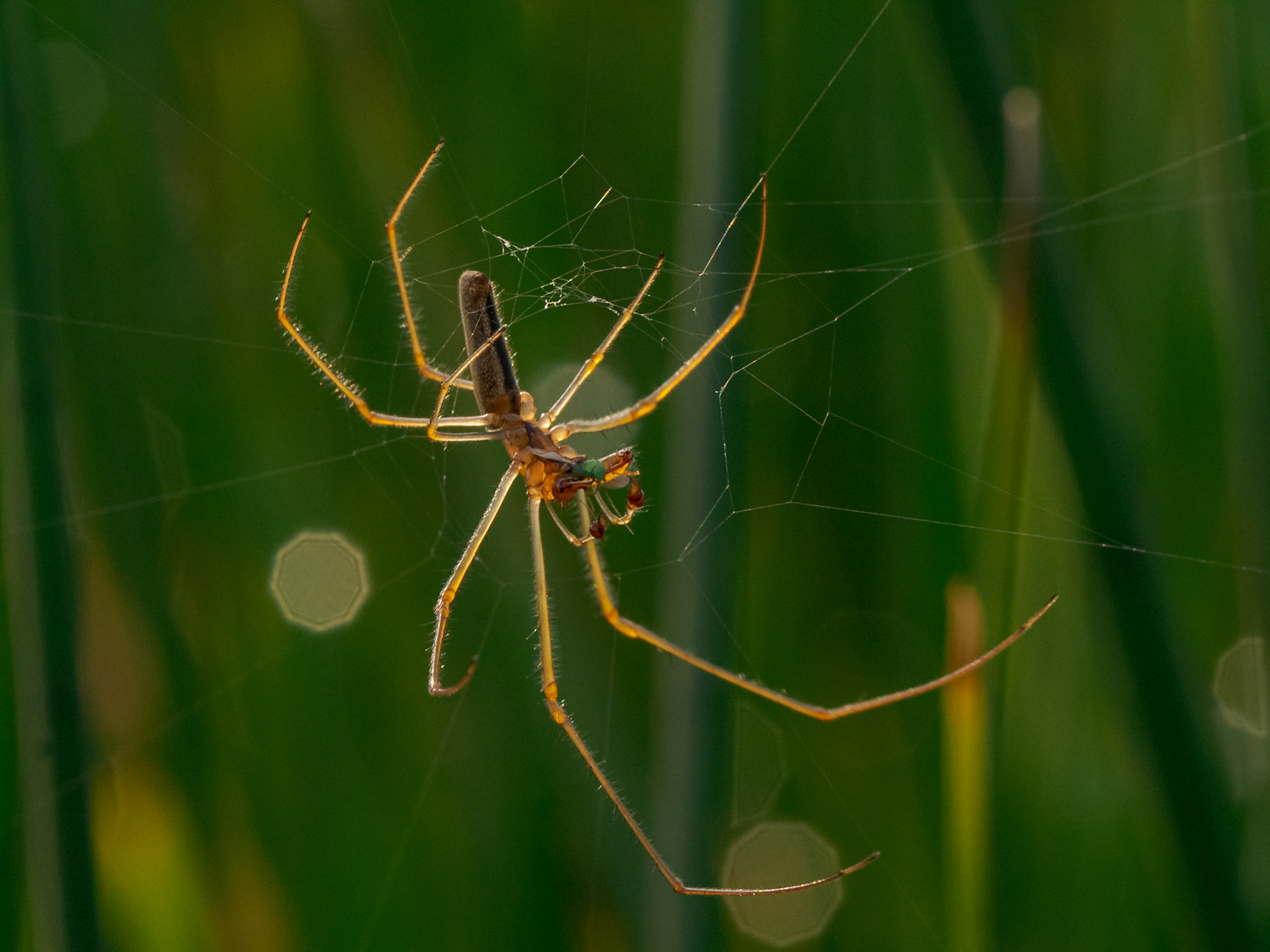 Long-jawed Orb-weaver Spider (Tetragnatha) eating an Aphid.